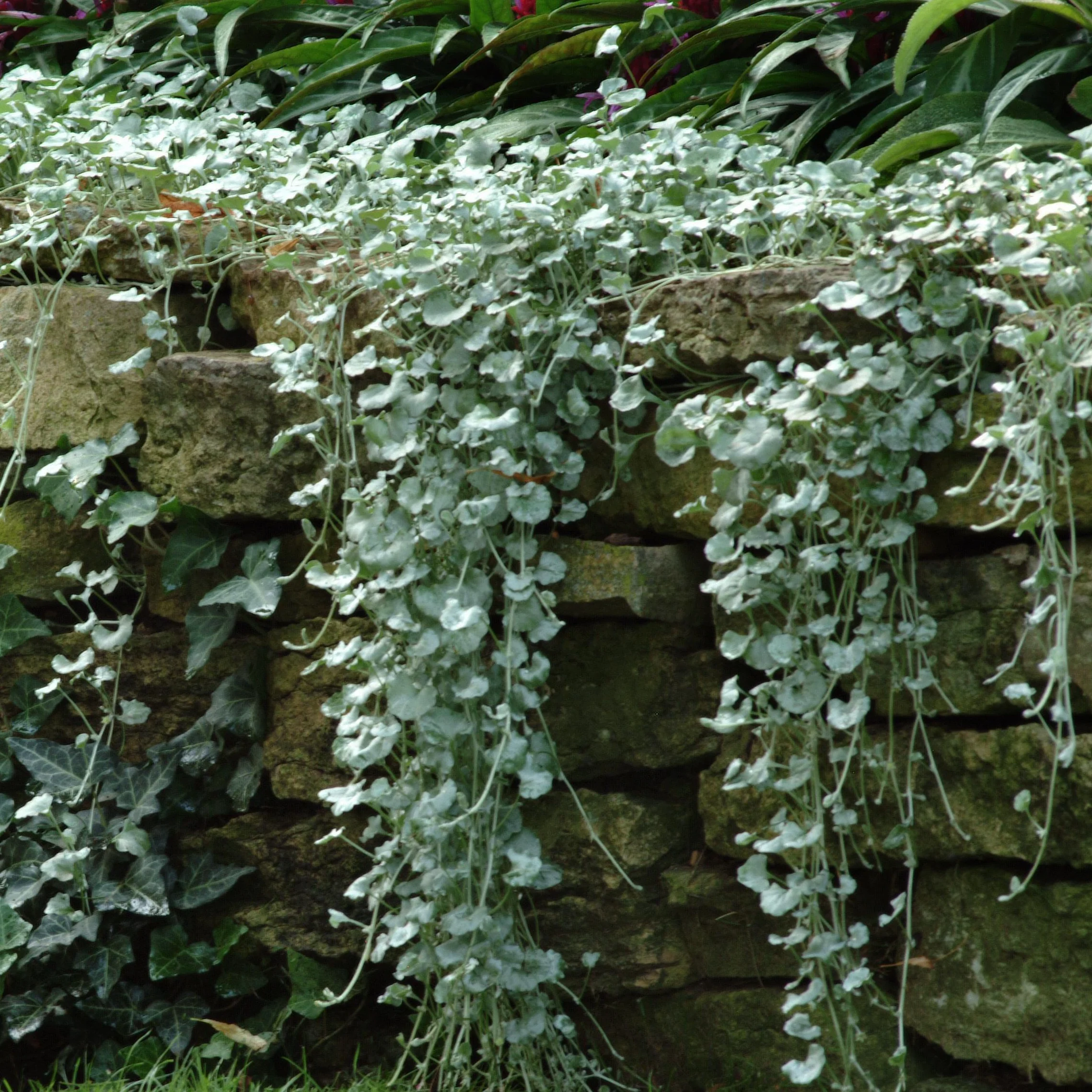 Dichondra (x3)