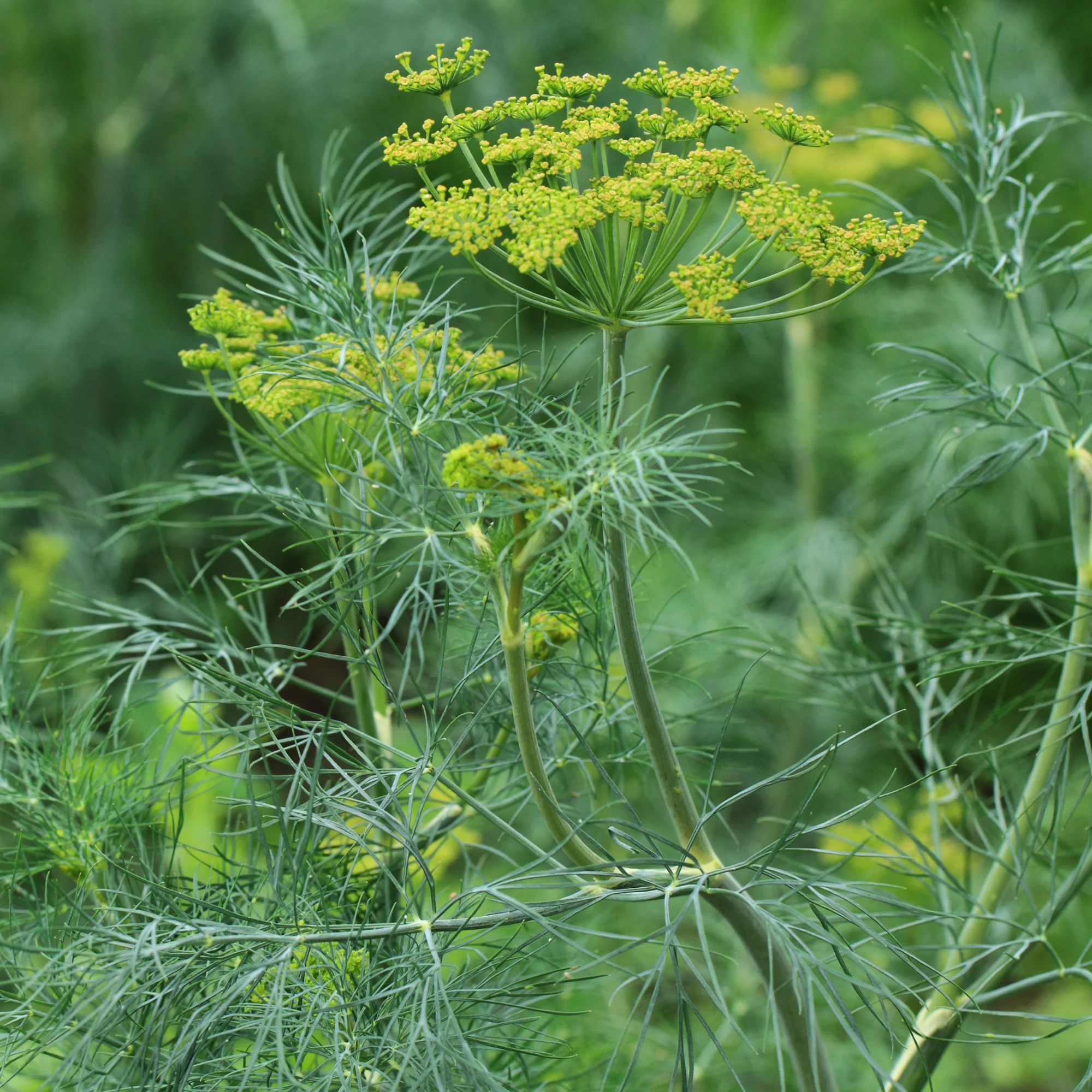 Dille 'Bouquet' - Image 4