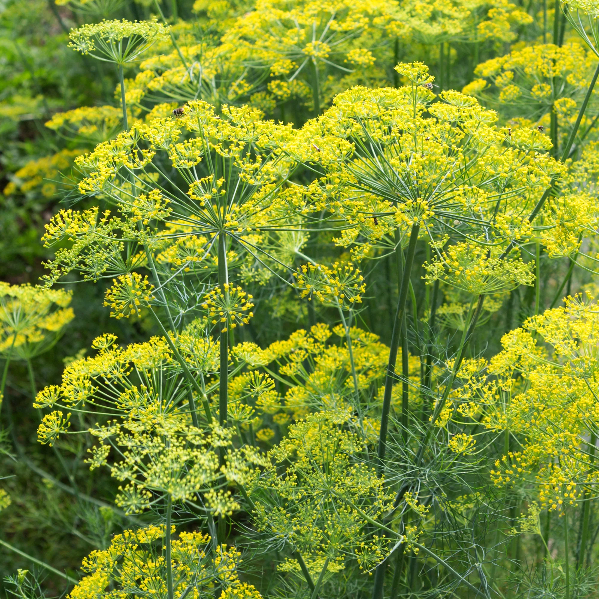 Dille 'Bouquet' - Image 5