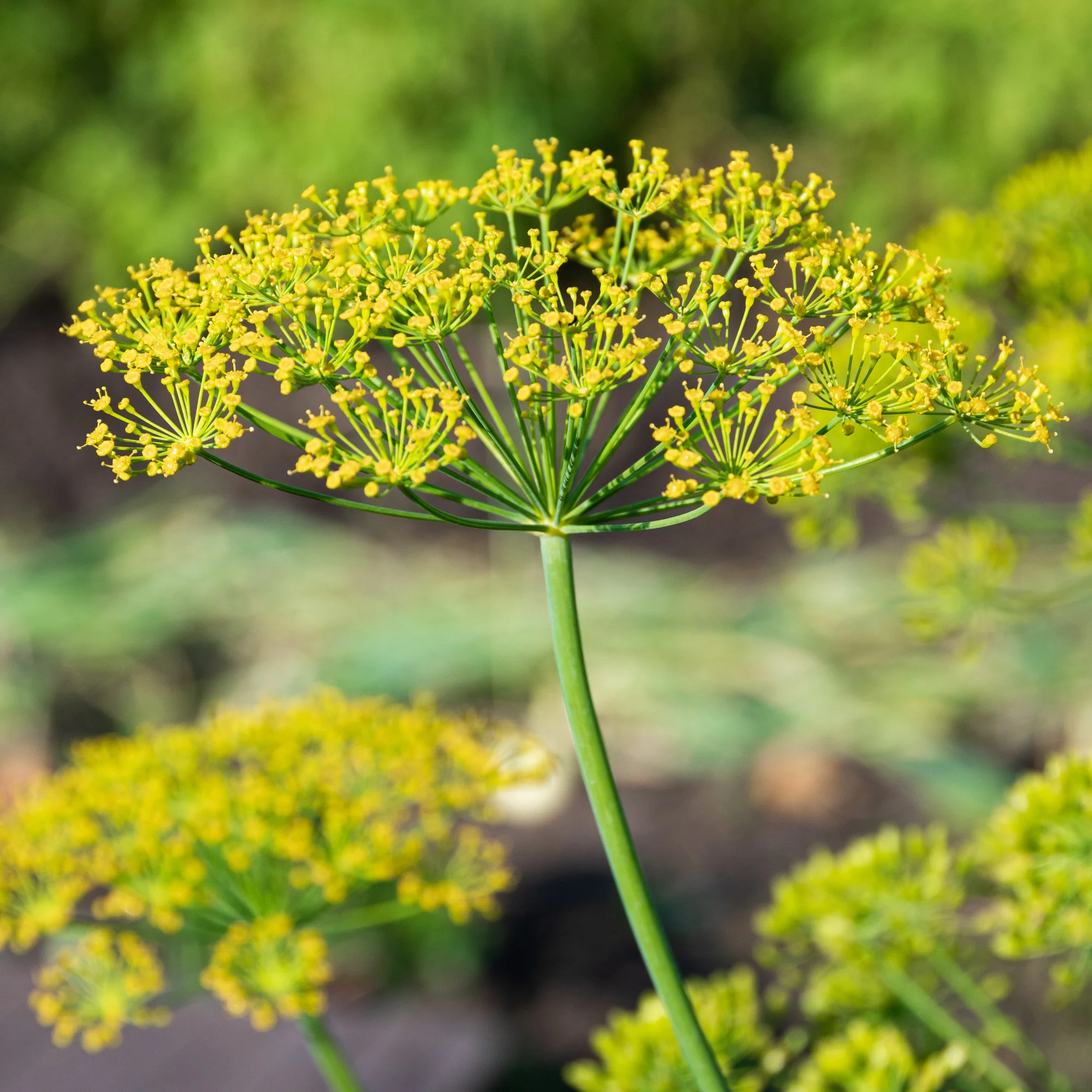 Dille 'Bouquet' - Image 6