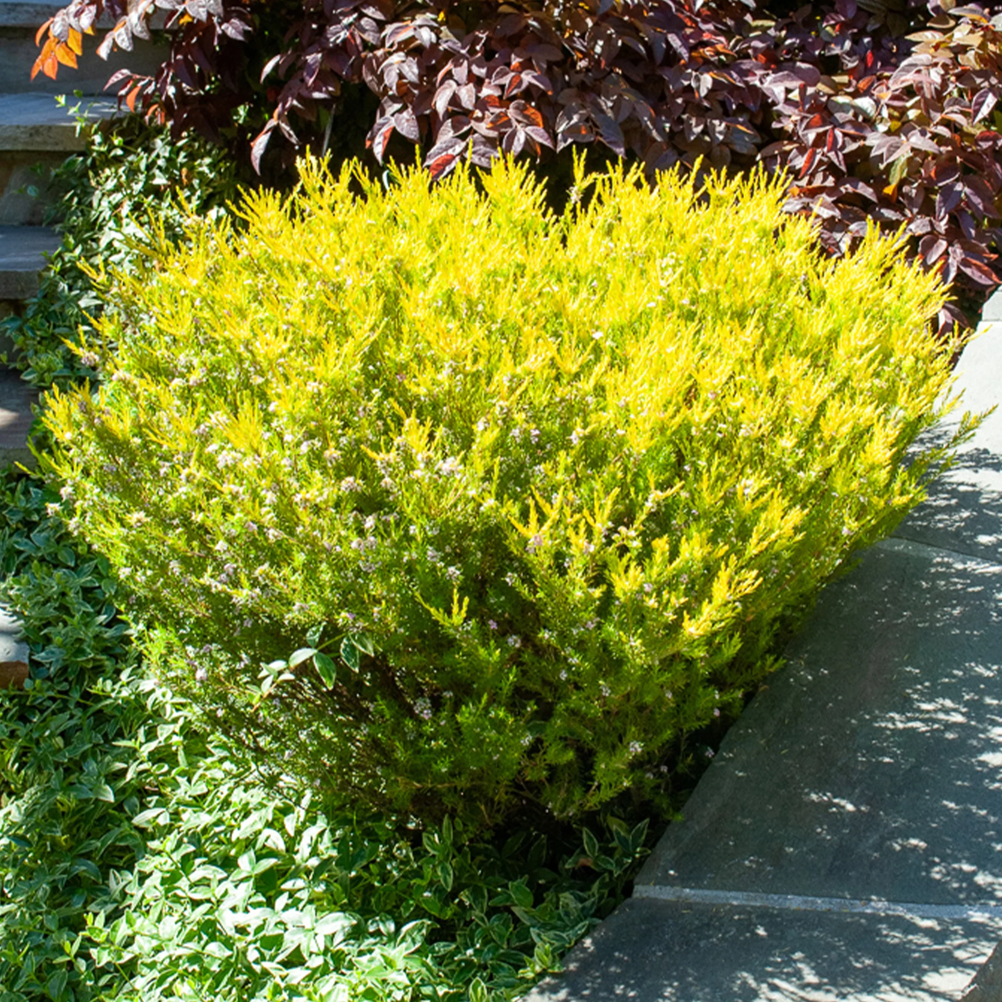 Diosma Sunset Gold
