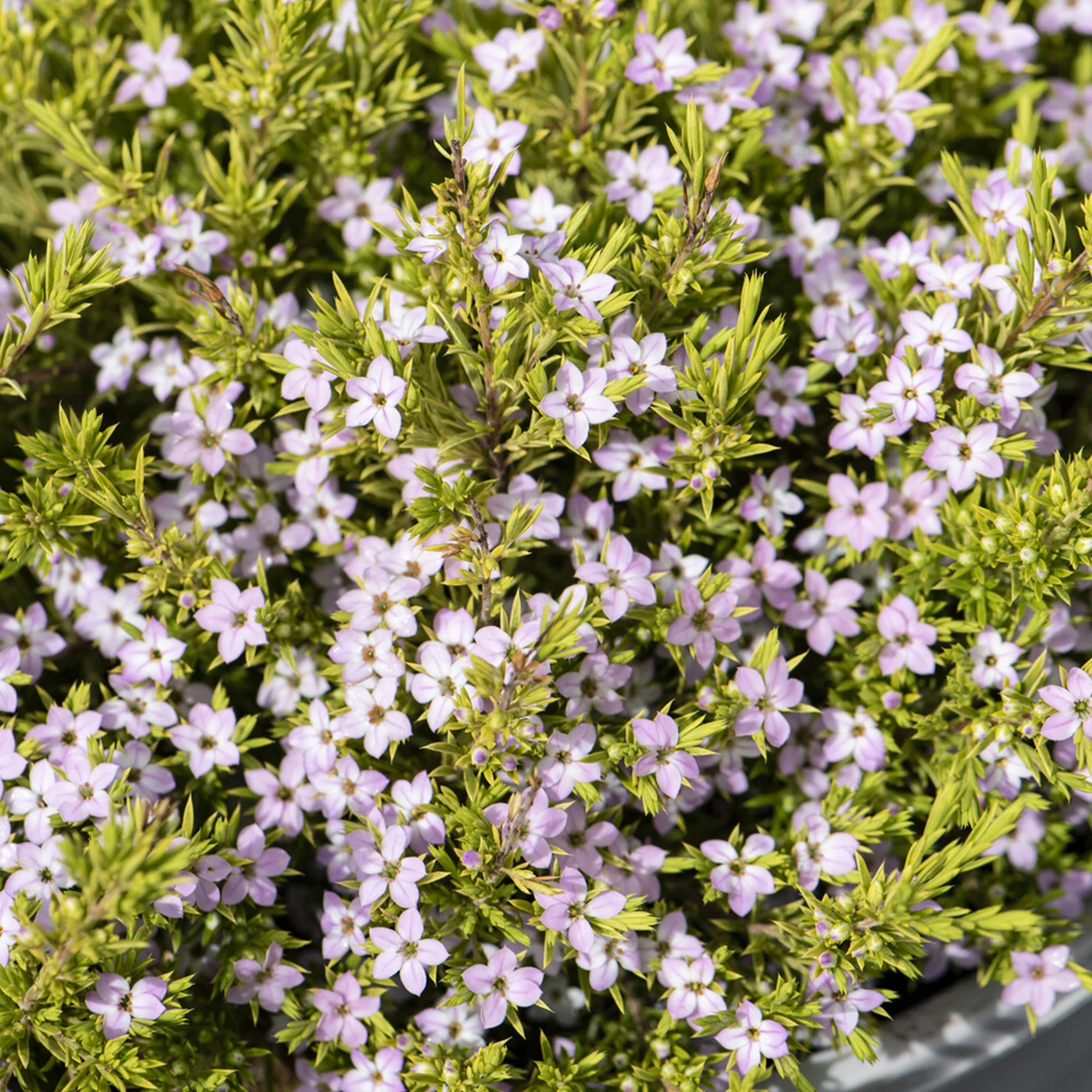 Diosma Sunset Gold - Image 2