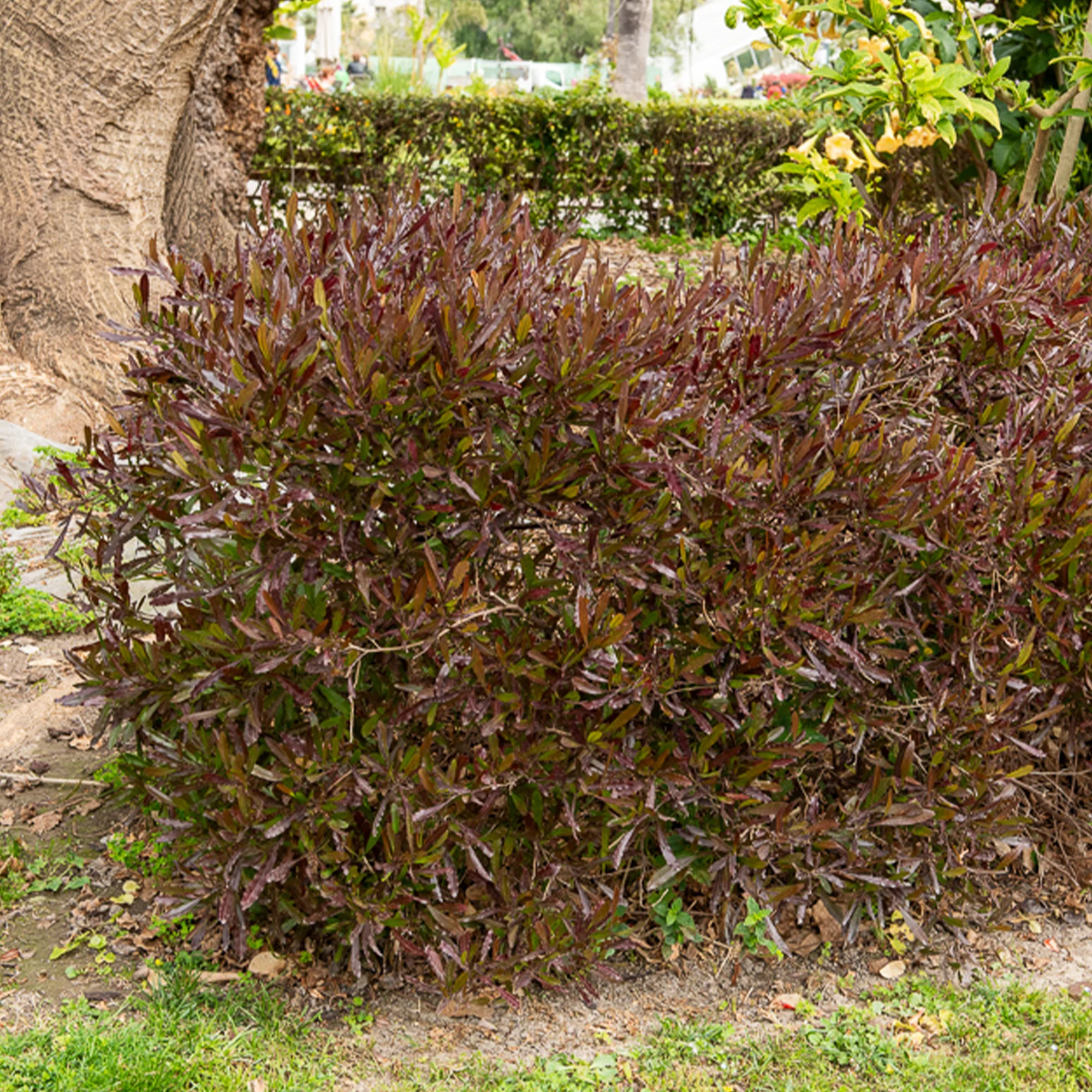 Dodonaea viscosa Purpurea