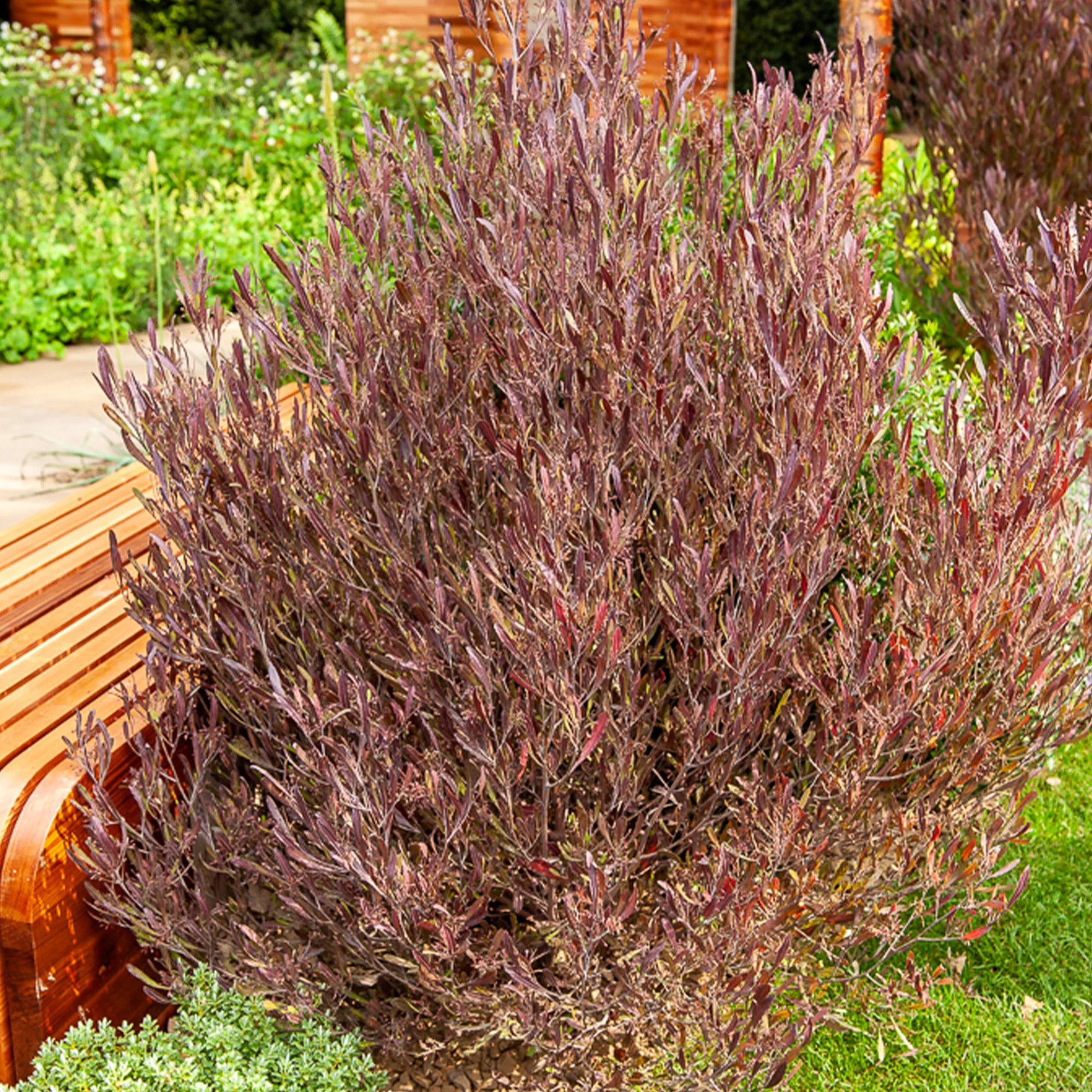 Dodonaea viscosa Purpurea - Image 2