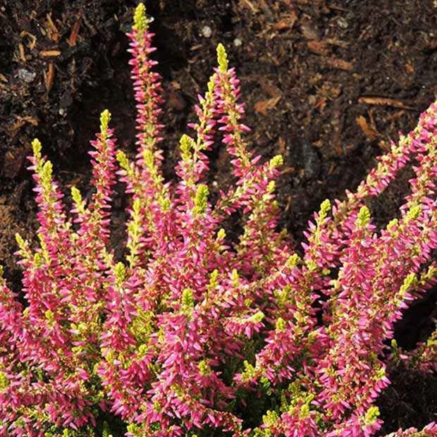 Dopheide 'Golden Angie'