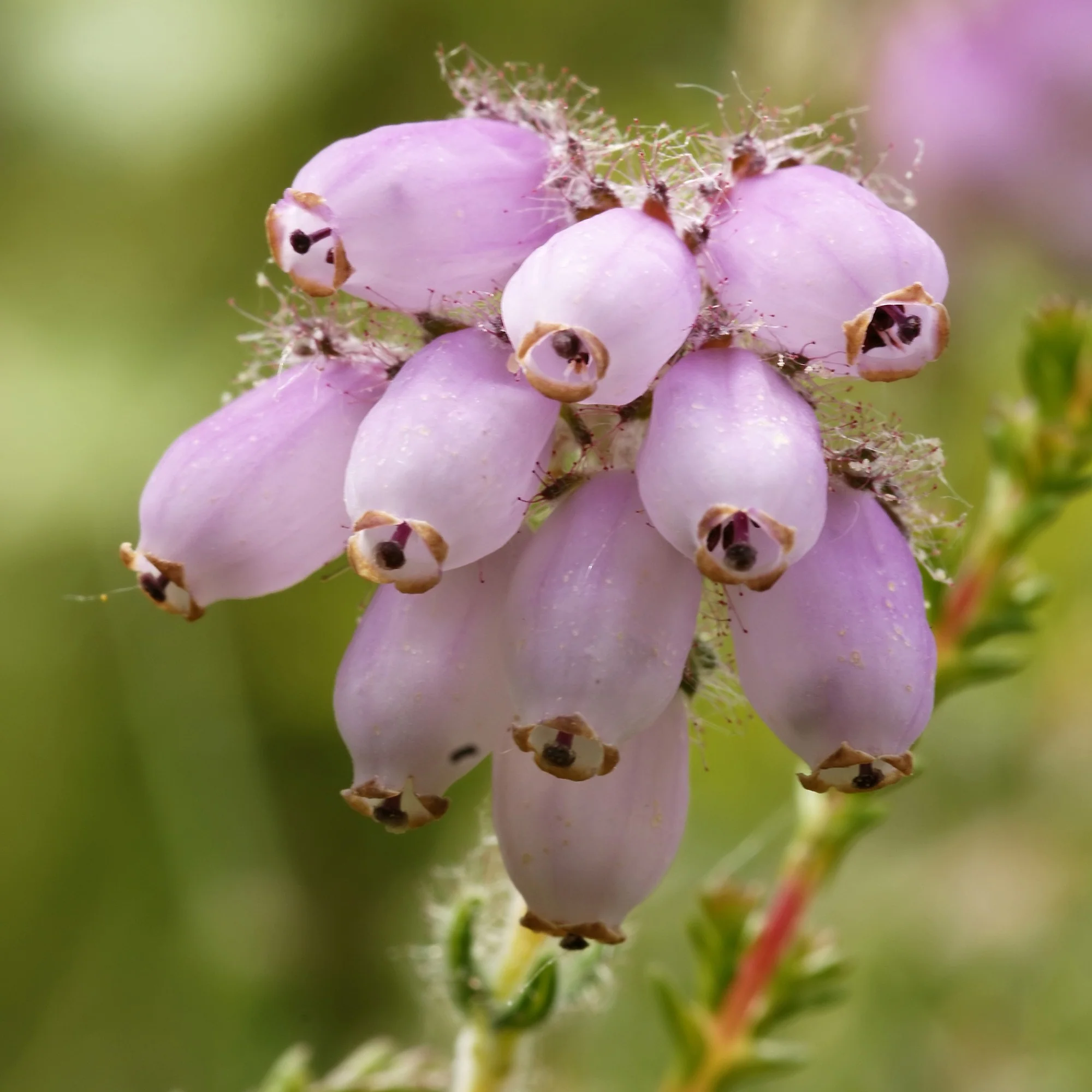 Dopheide 'Rosea'