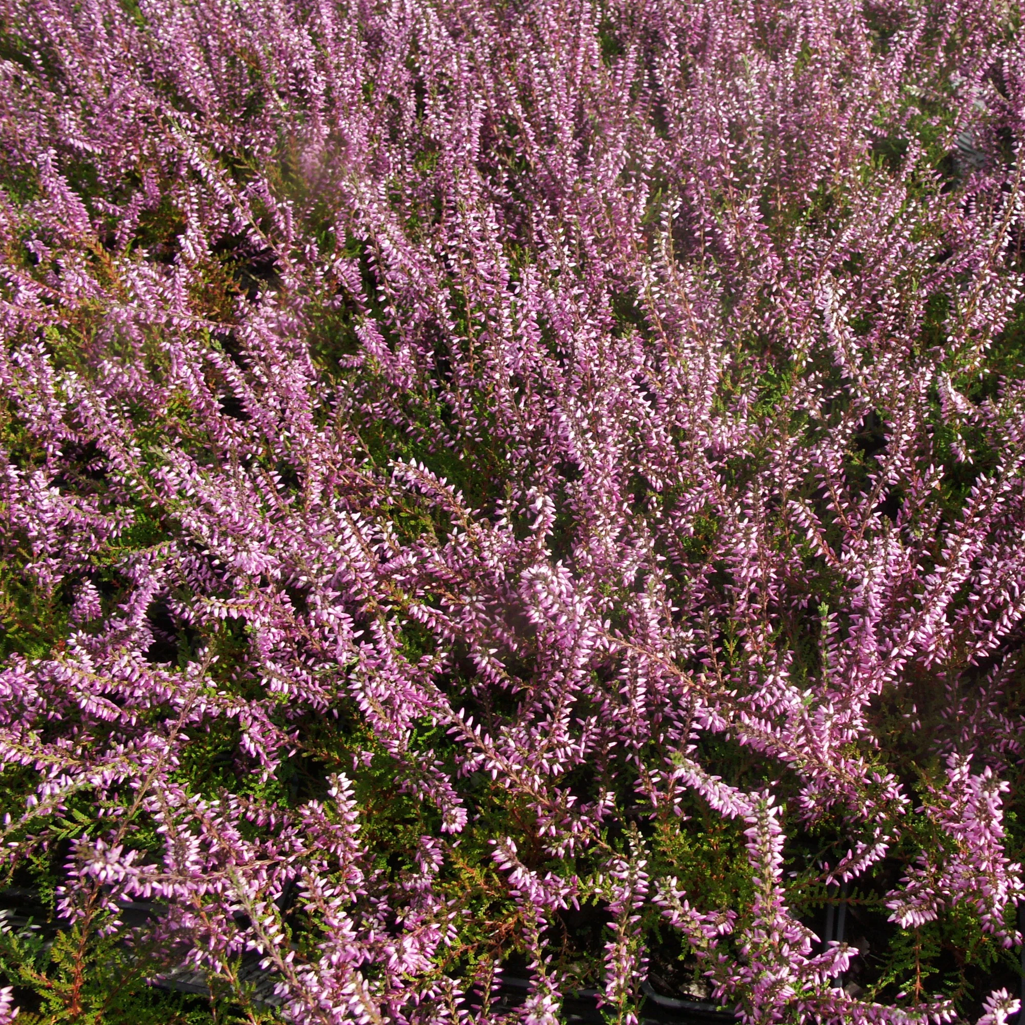 Dopheide - roze (x3) - Image 3