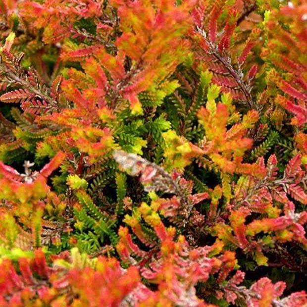 Dopheide 'Wickwar Flame'