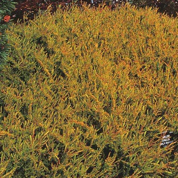 Dopheide 'Wickwar Flame' - Image 2
