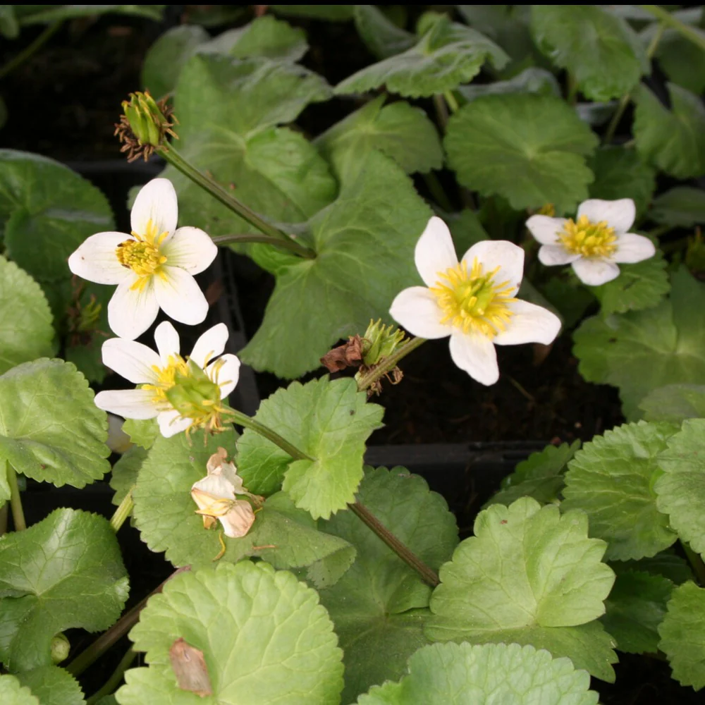 Dotterbloem