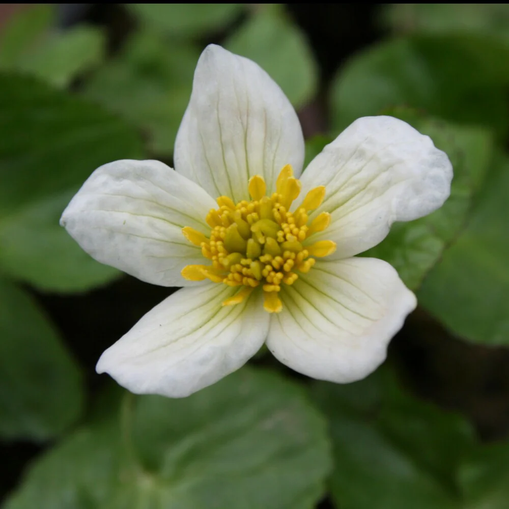 Dotterbloem - Image 2