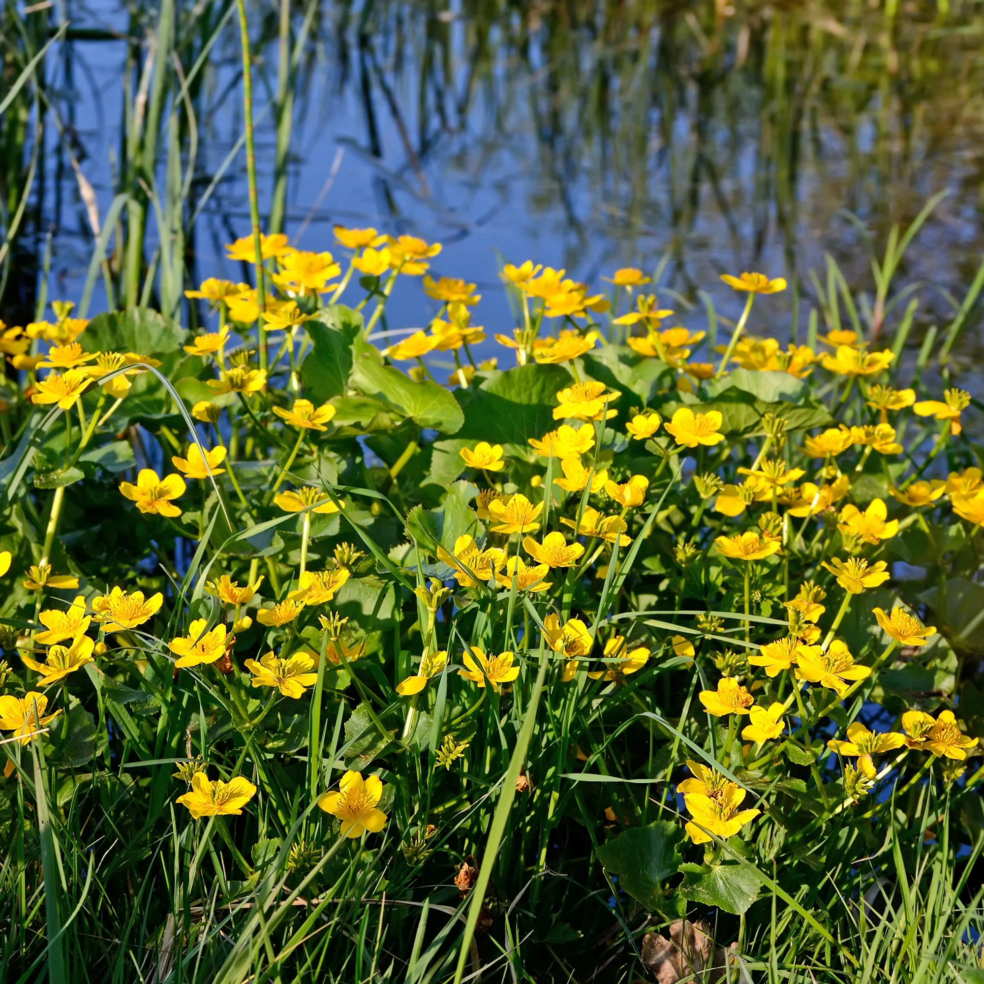 Dotterbloem - Water Goudsbloem - Image 2
