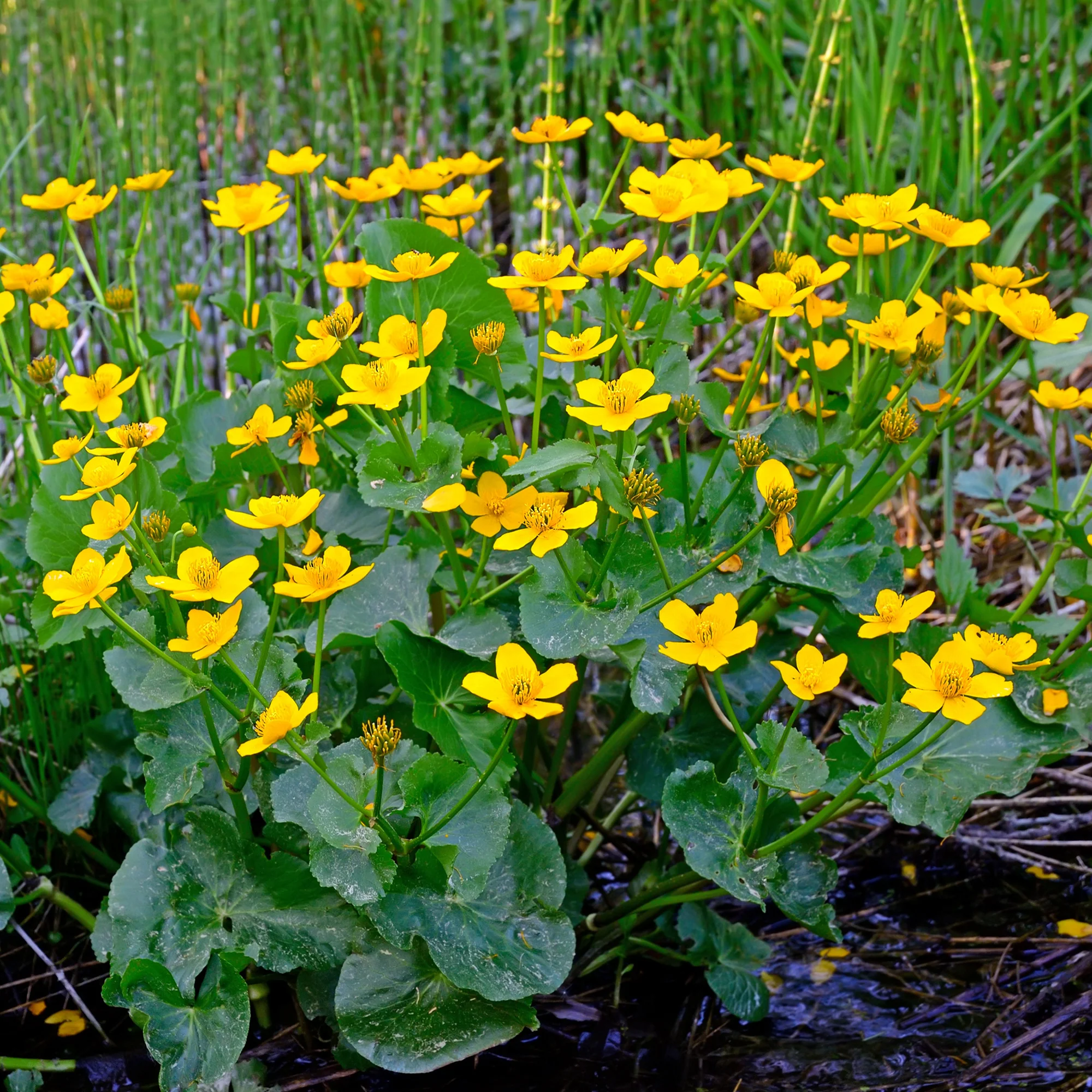 Dotterbloem - Water Goudsbloem - Image 4