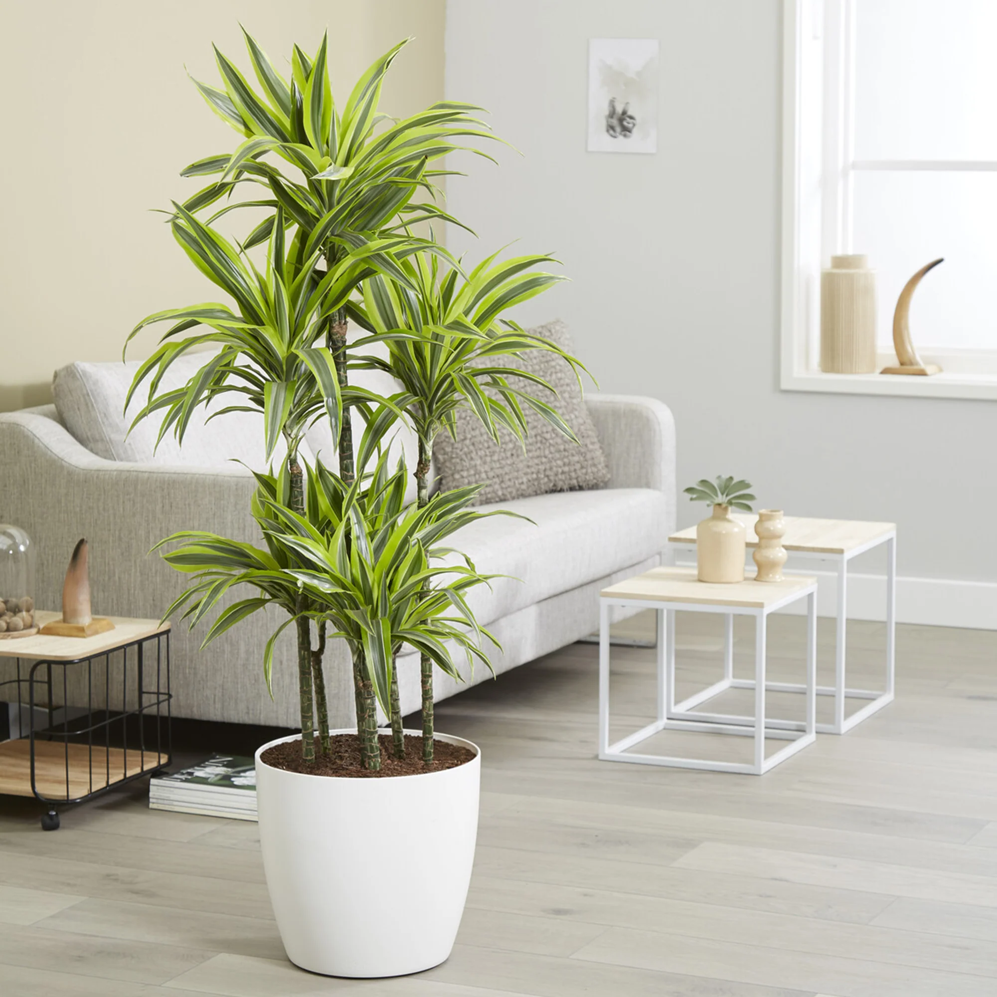 Dracaena 'Lemon Lime / / Drakenbloedboom - Image 3