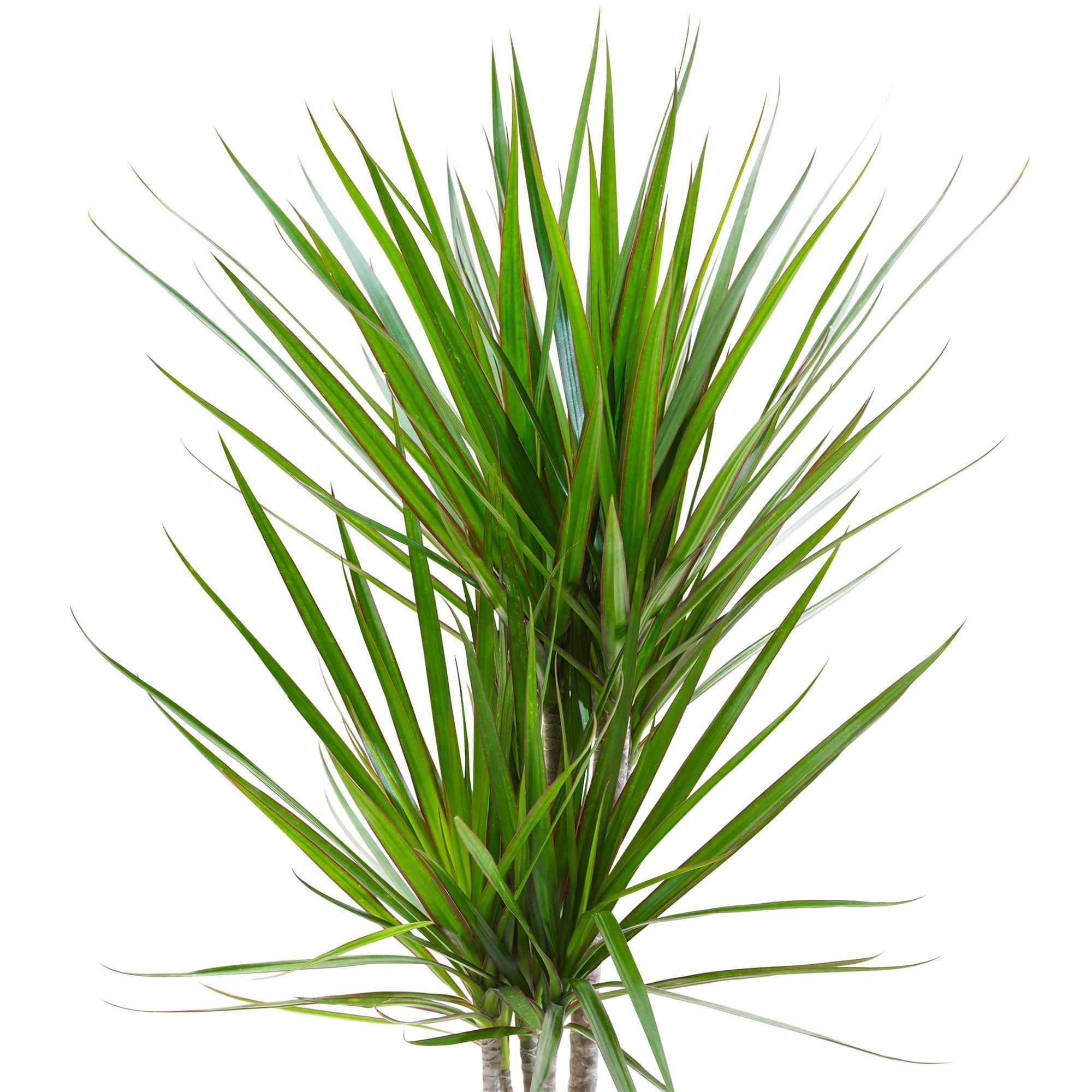 Miniatuur 2