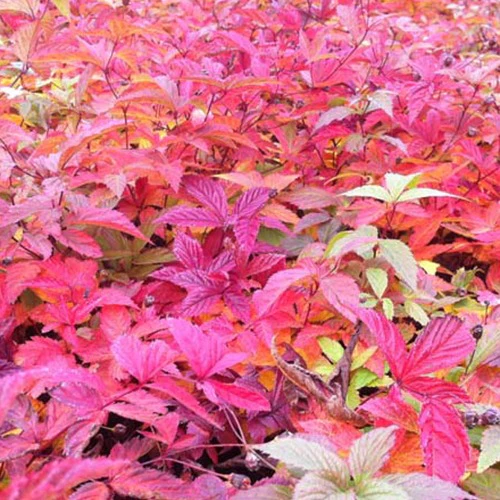 Driebladige braakwortelspirea