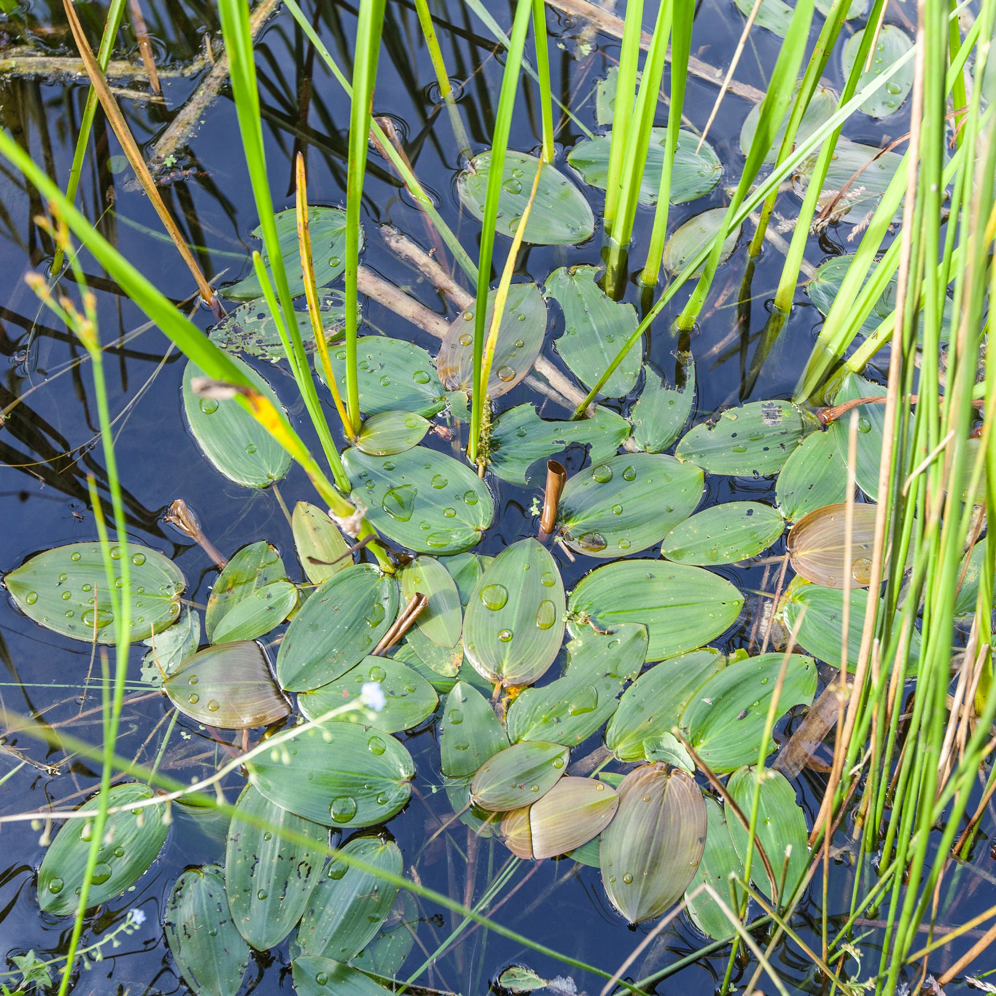Drijvend fonteinkruid - Image 2