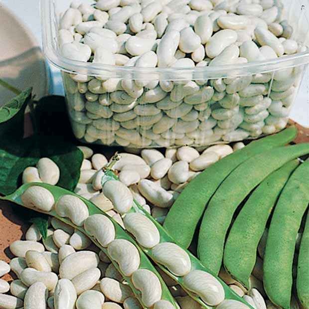 Droogboon 'Michelet'