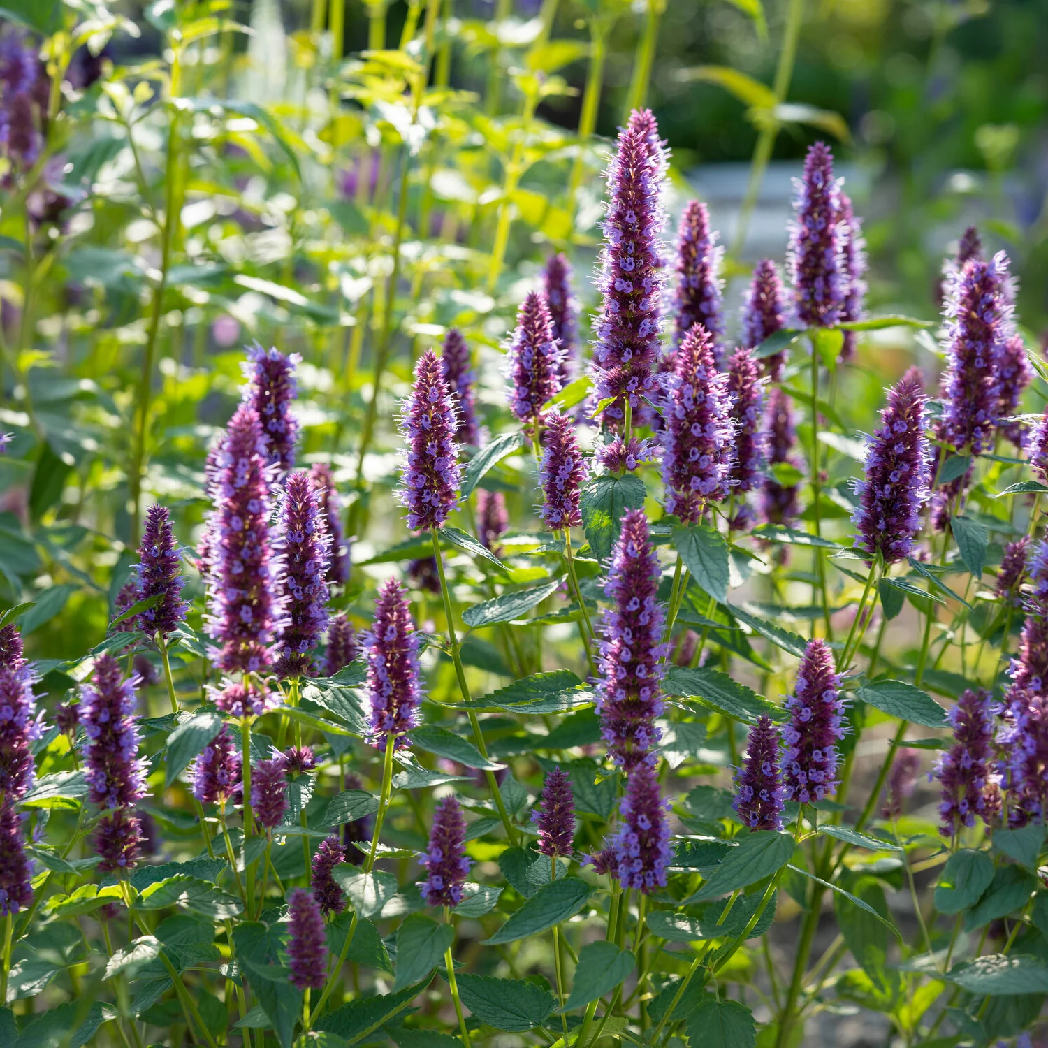 Dropplant Beelicious Purple - Image 3