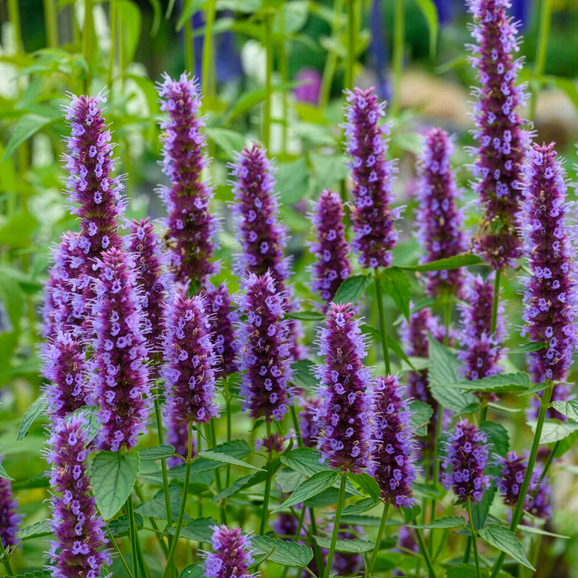 Dropplant Beelicious Purple - Image 4