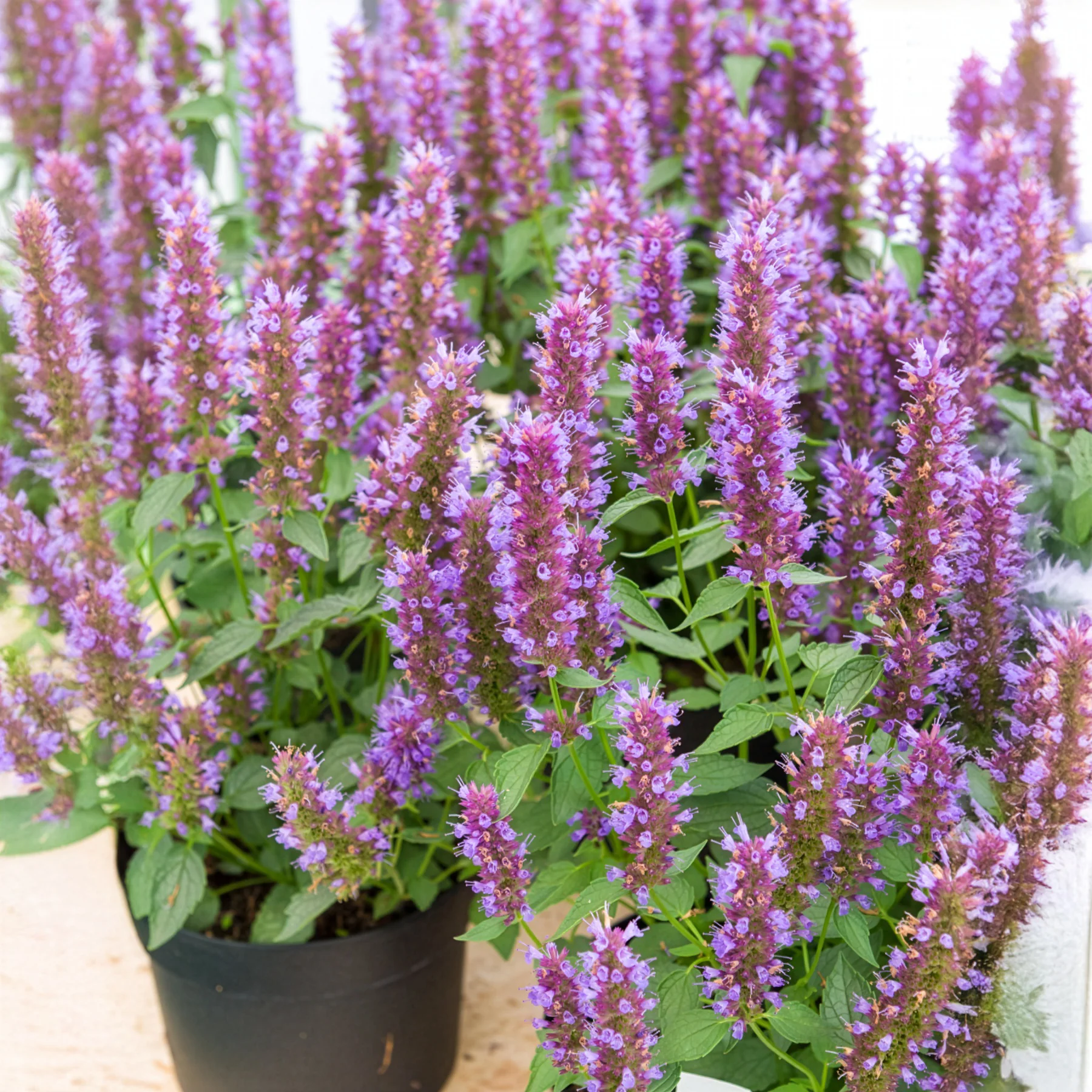 Dropplant Beelicious Purple - Image 5