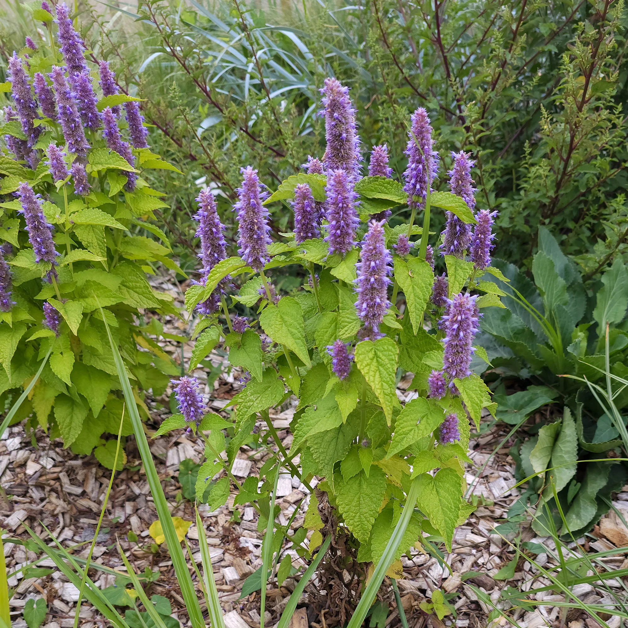 Dropplant Golden Jubilee - Image 3