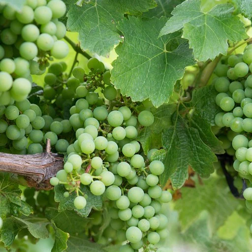 Druif 'Chardonnay'