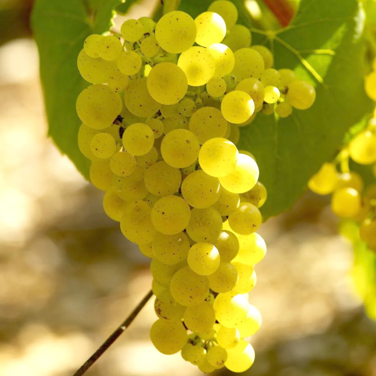 Druif 'Chardonnay' - Image 2