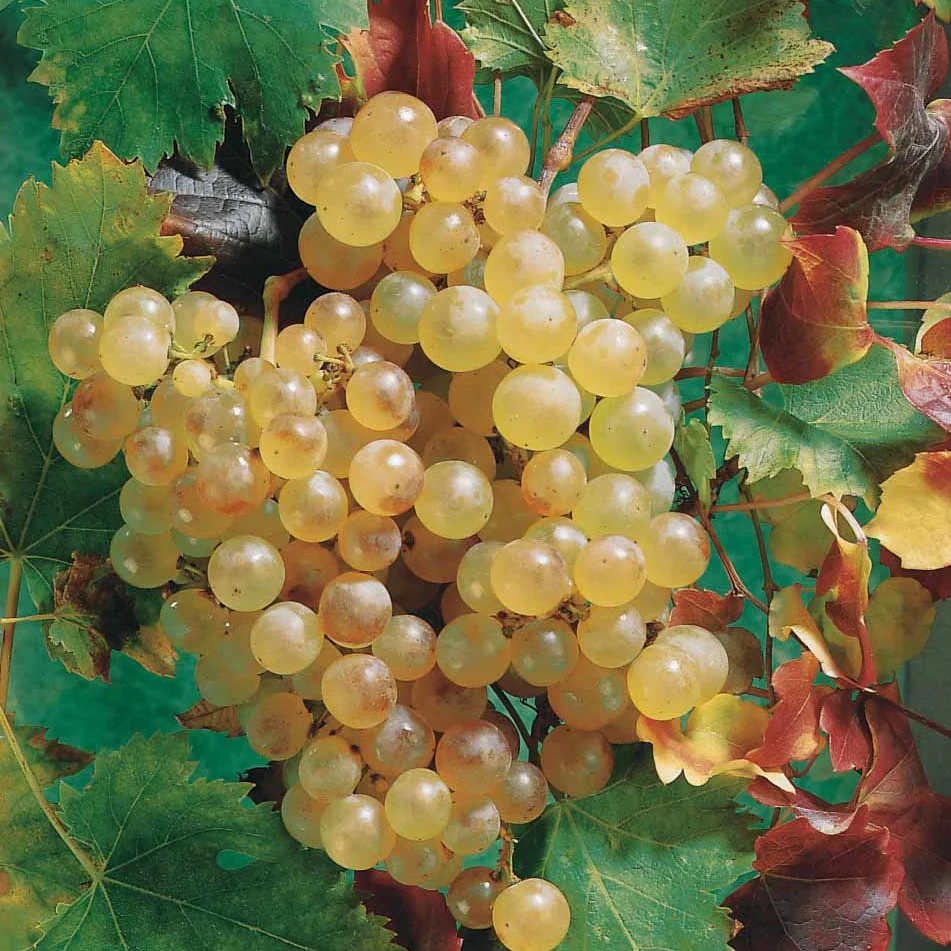 Druif 'Chasselas de Fontainebleau' - Image 3