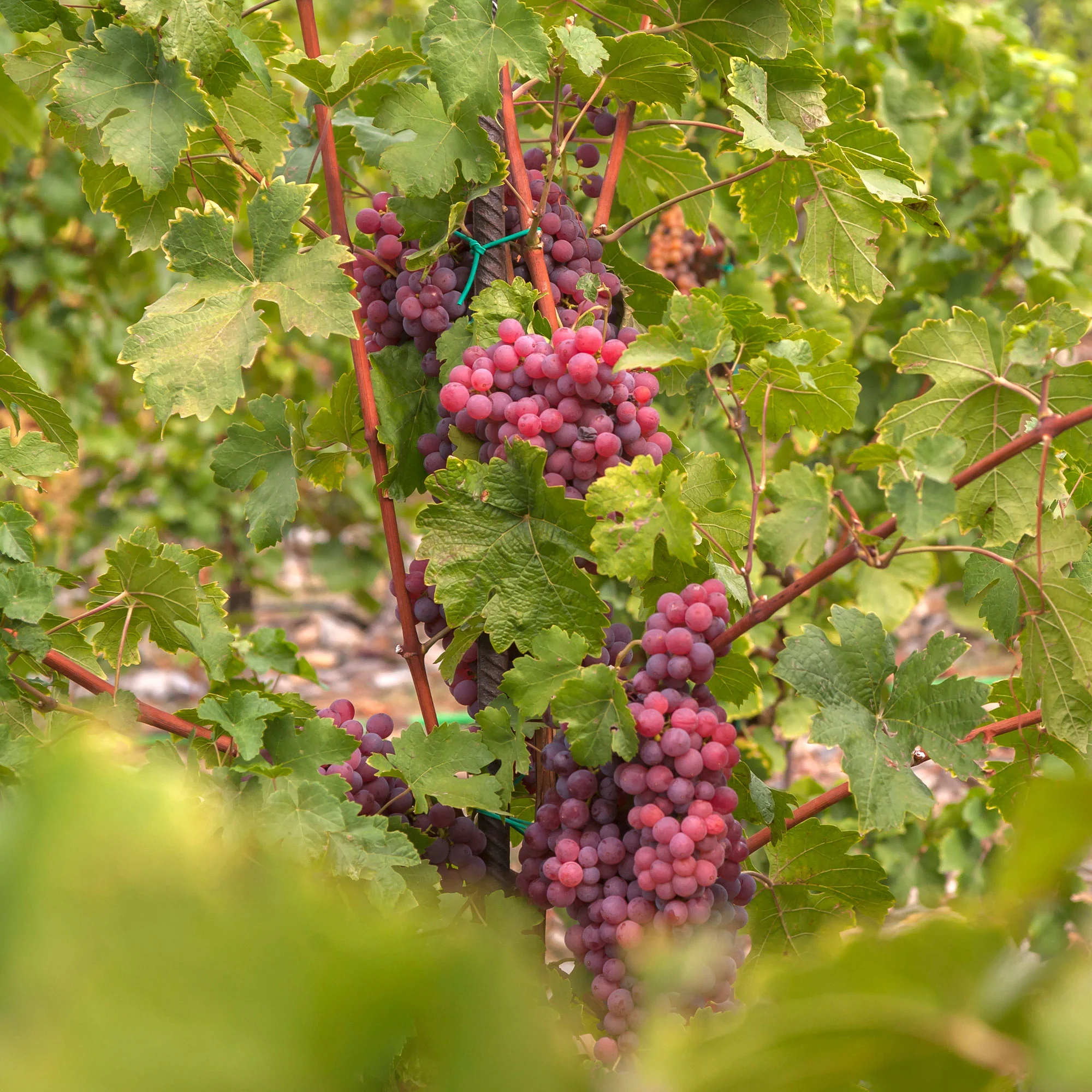 Druif 'Chasselas Rosé'