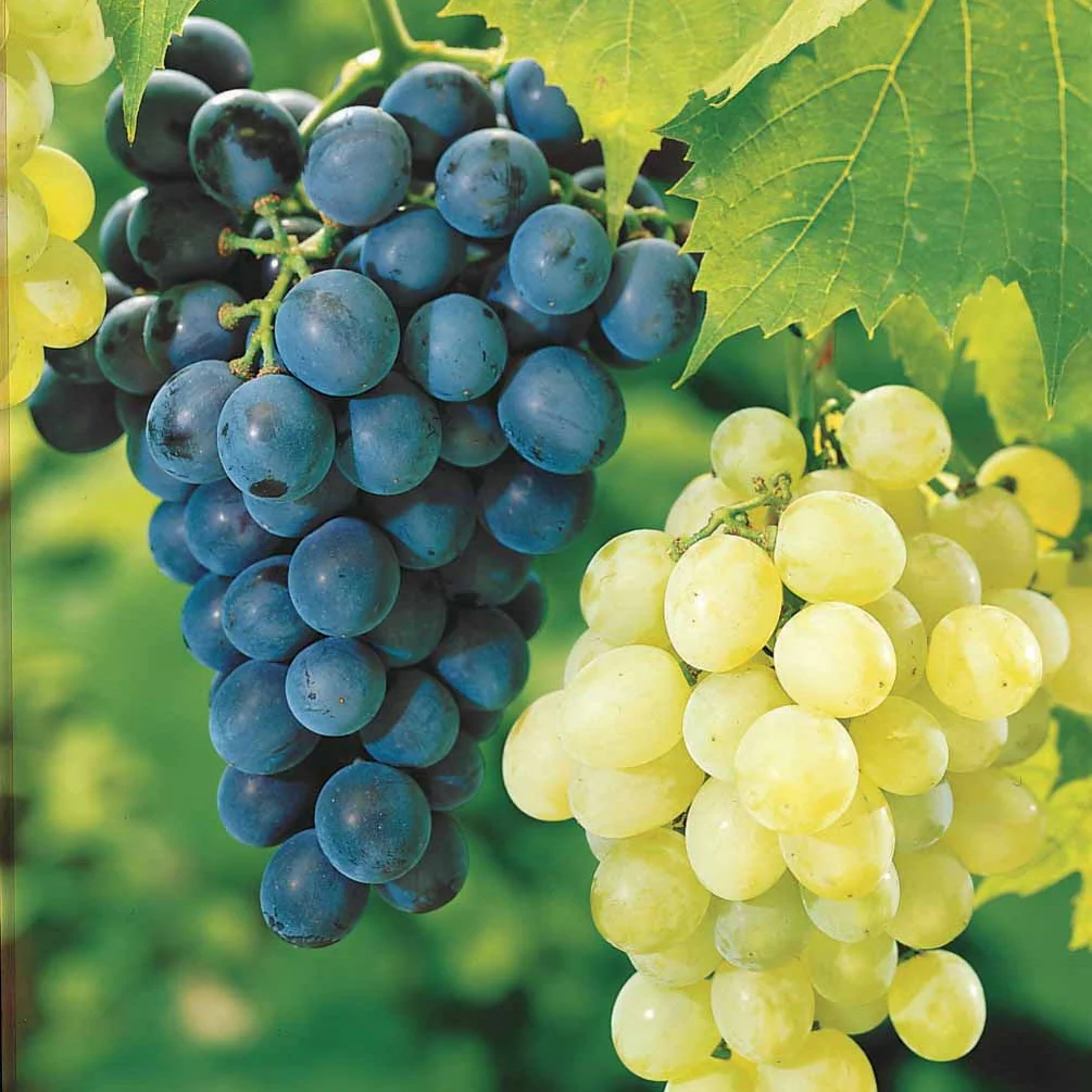 Druif Mix 'Muscat de Hambourg' + 'Chasselas de Fontainebleu' (x2)