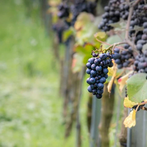Druif 'Pinot'