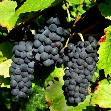 Druif 'Pinot' - Image 2