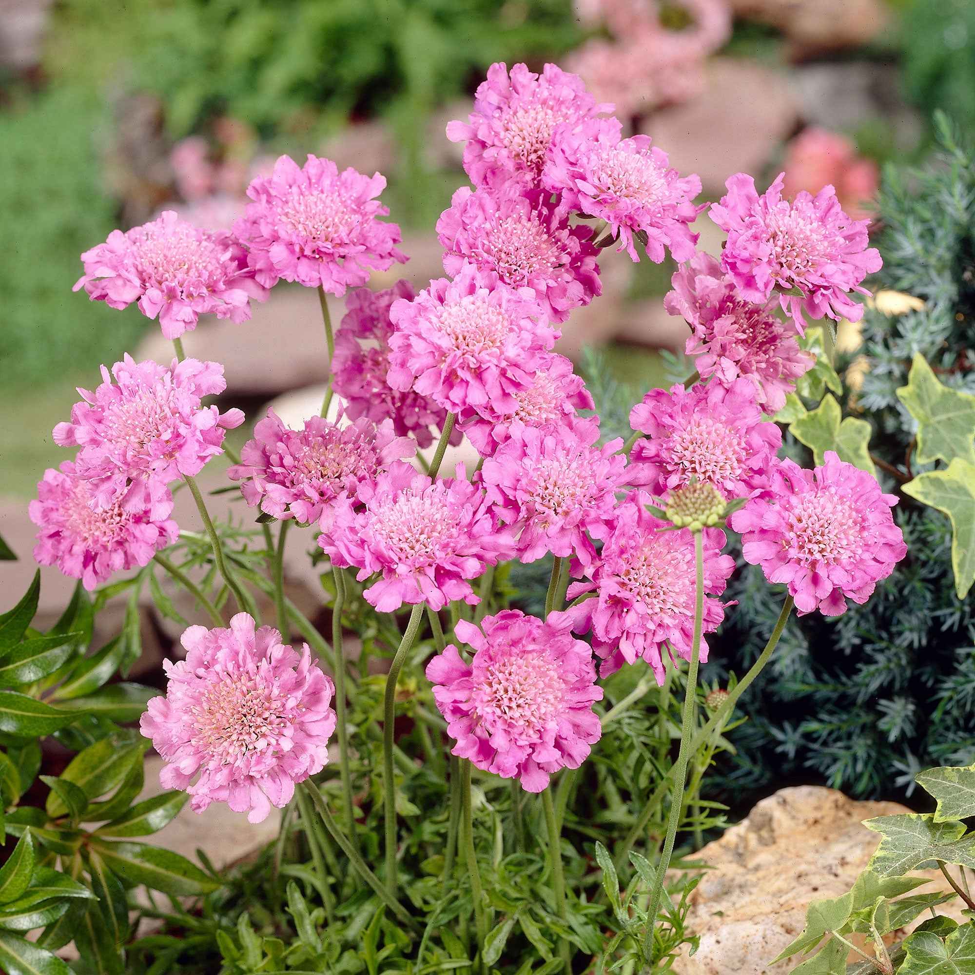 Druifkruid 'Pink Mist' - Image 2