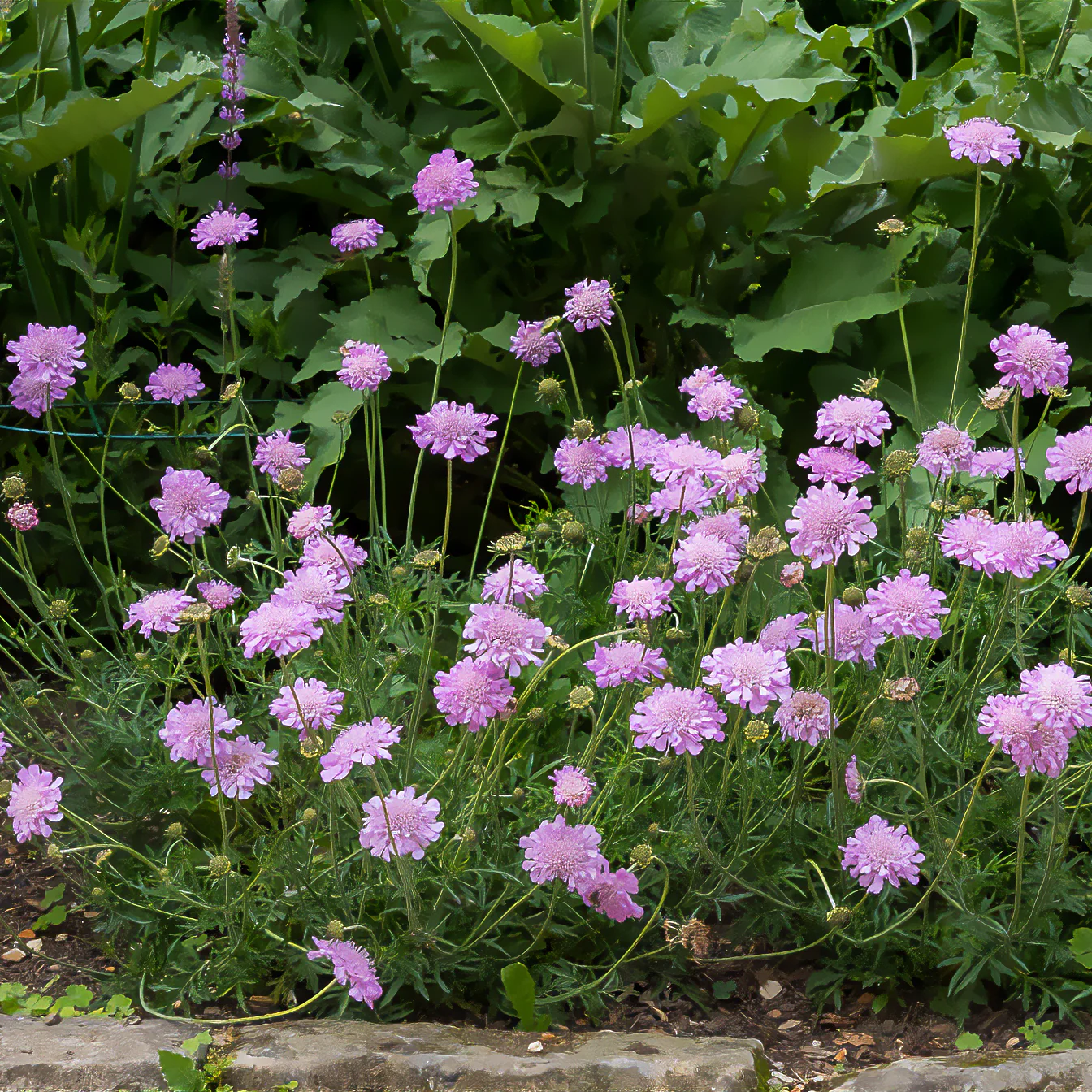 Druifkruid 'Pink Mist' - Image 3