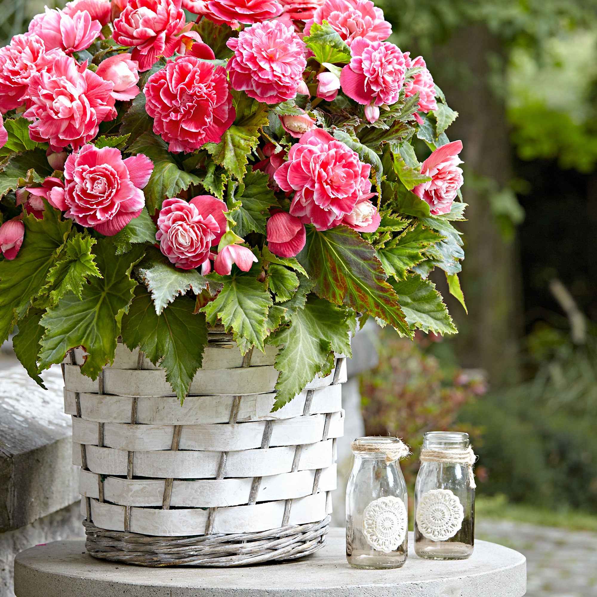 Dubbelbloemige Begonia 'Camelia' (x5) - Image 2