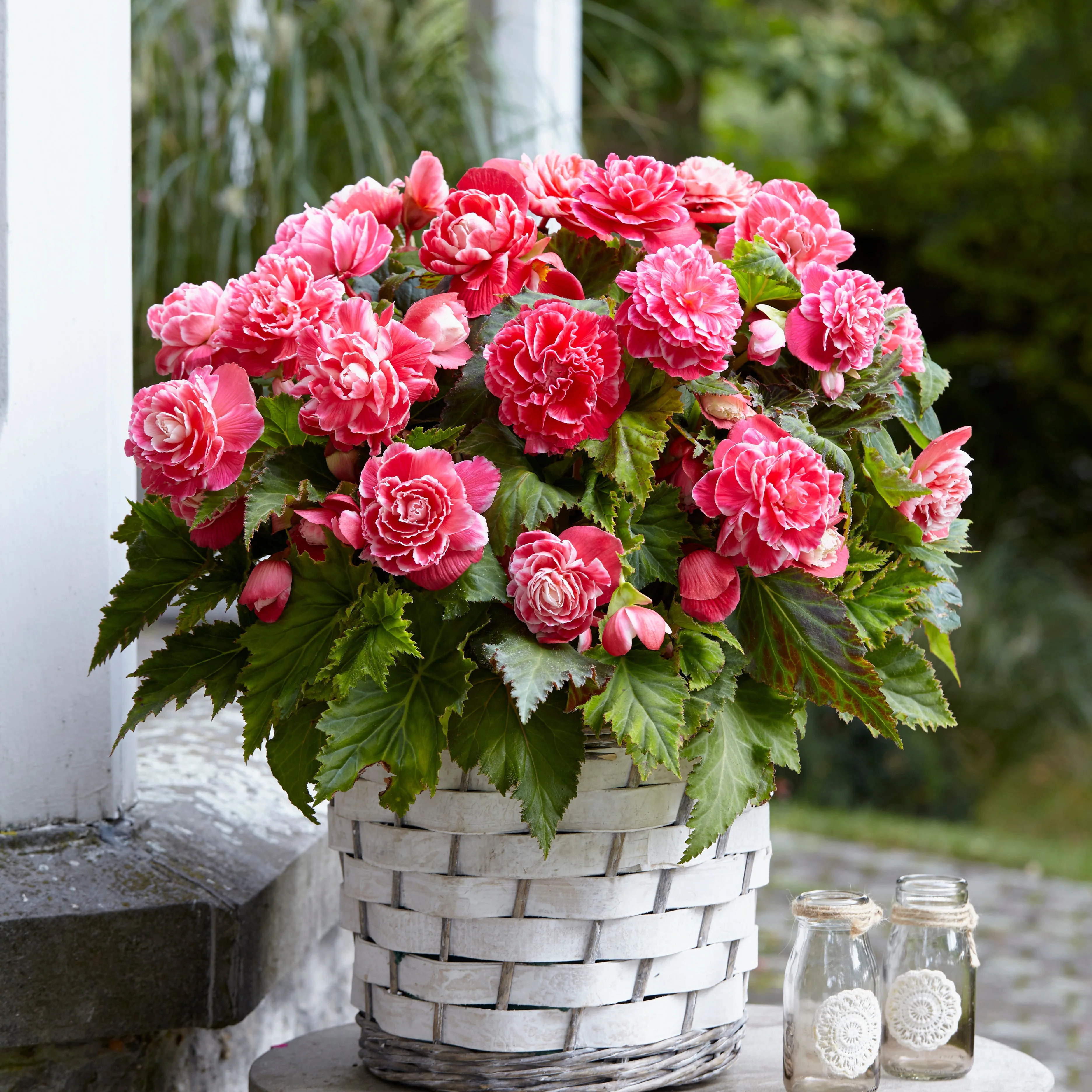 Dubbelbloemige Begonia 'Camelia' (x5) - Image 4