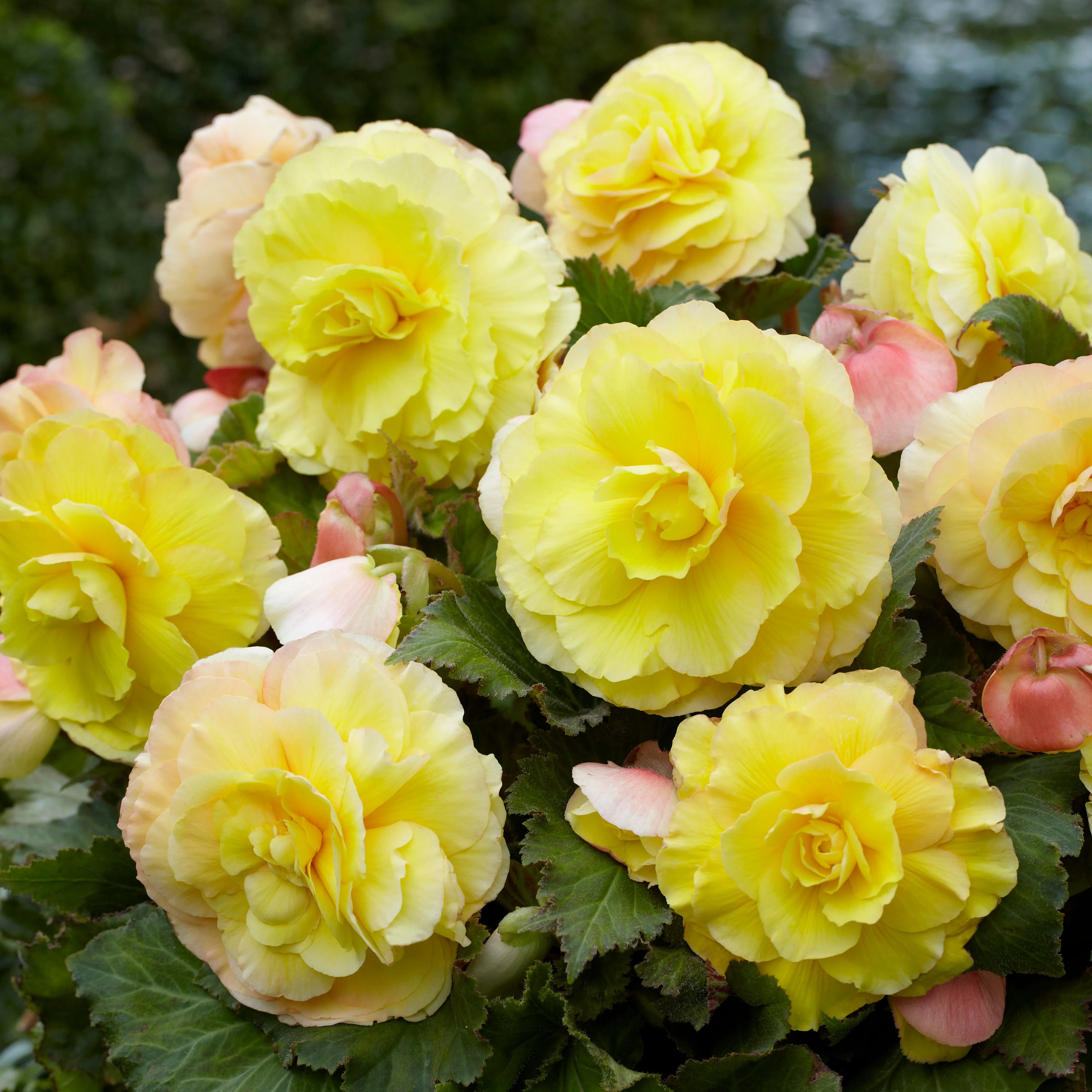 Dubbelbloemige begonia - geel (x5) - Image 2