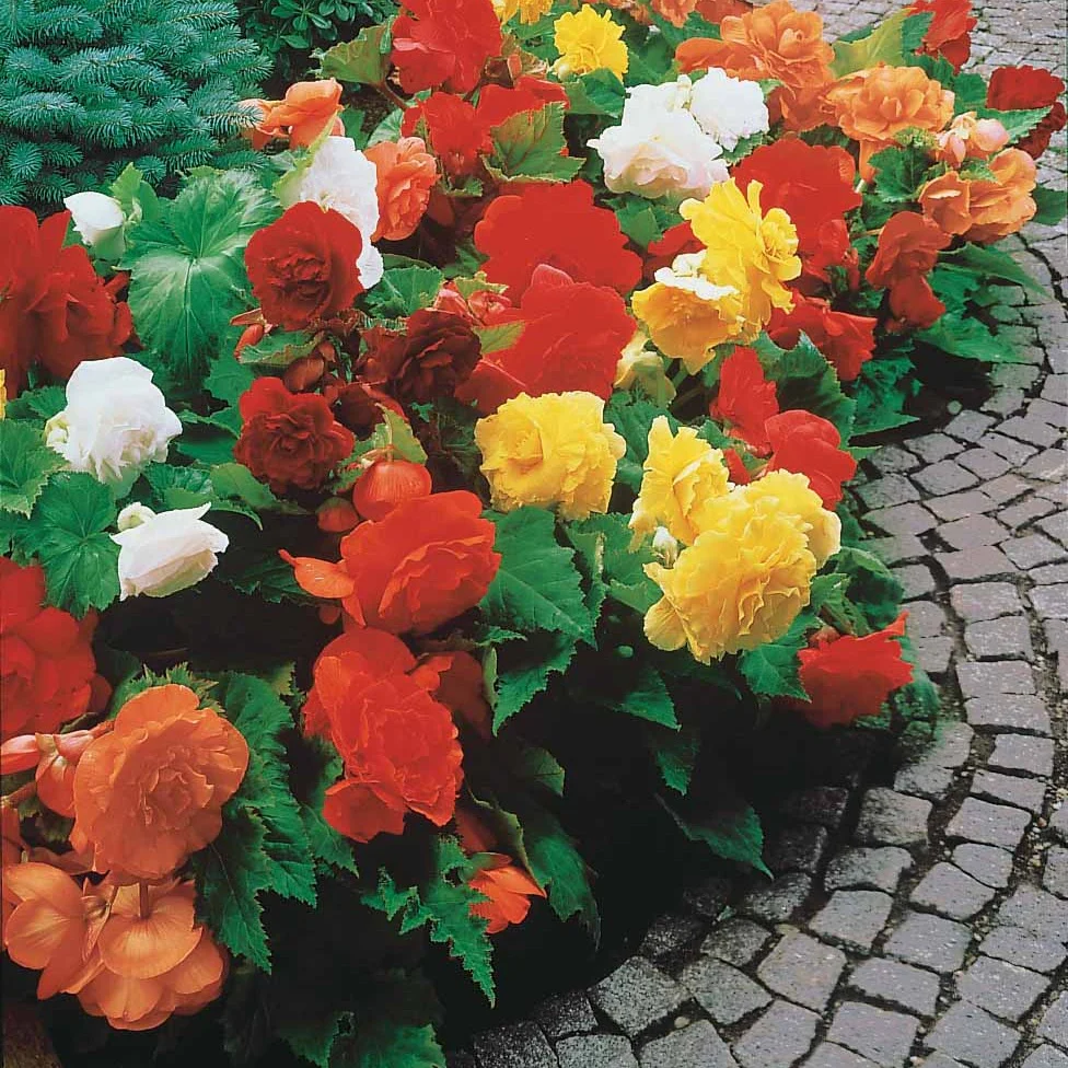 Dubbelbloemige begonia Mix - Image 3