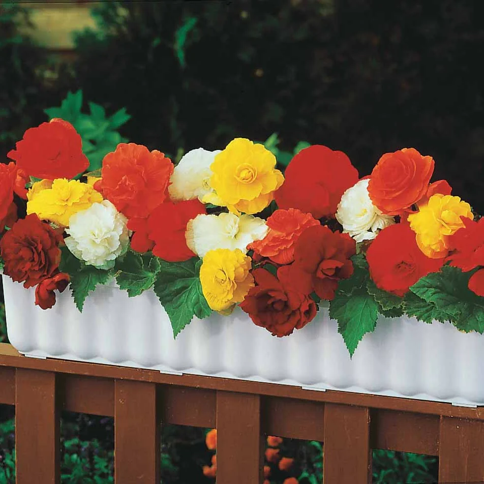 Dubbelbloemige begonia Mix - Image 4