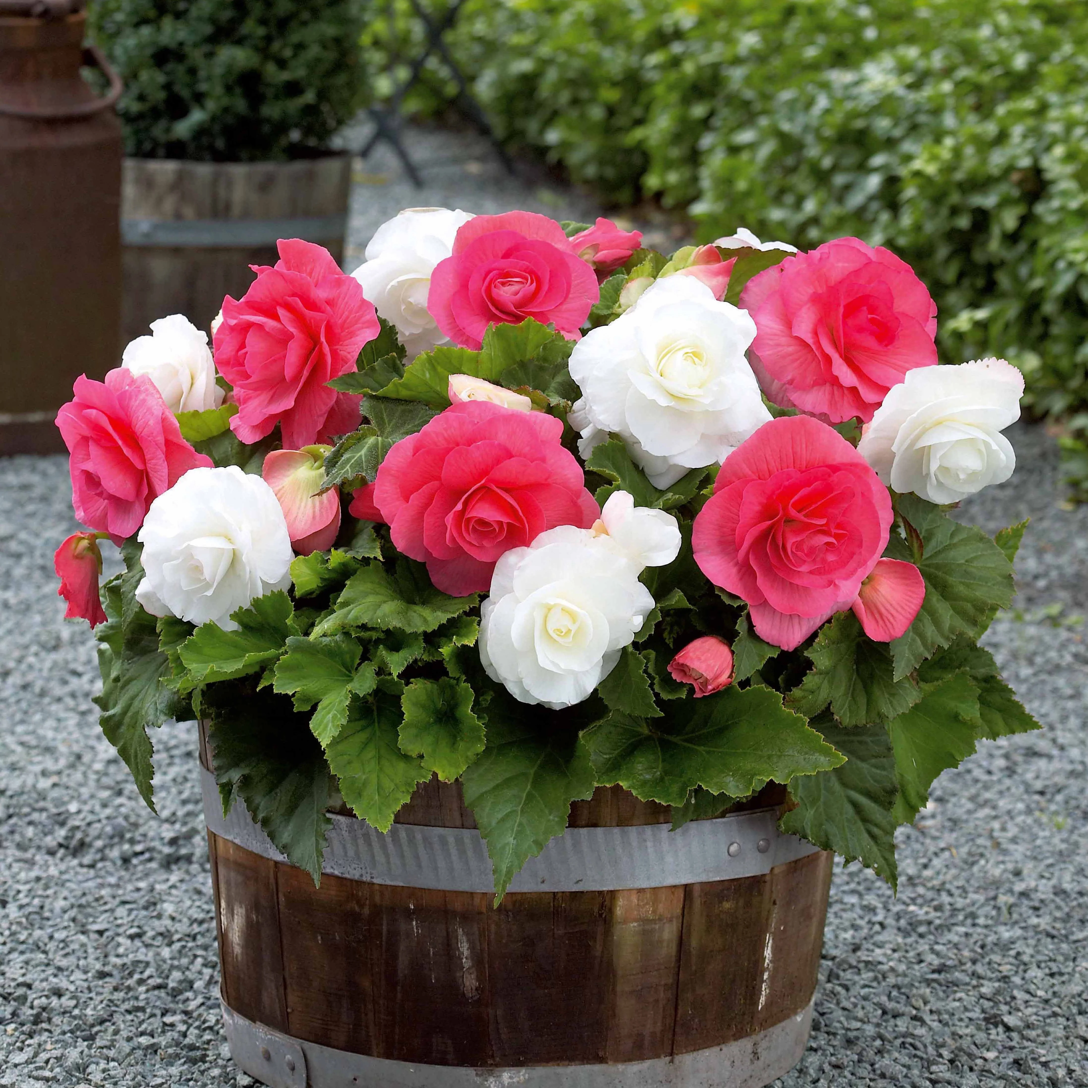 Dubbelbloemige begonia Mix - rose + wit (x6)