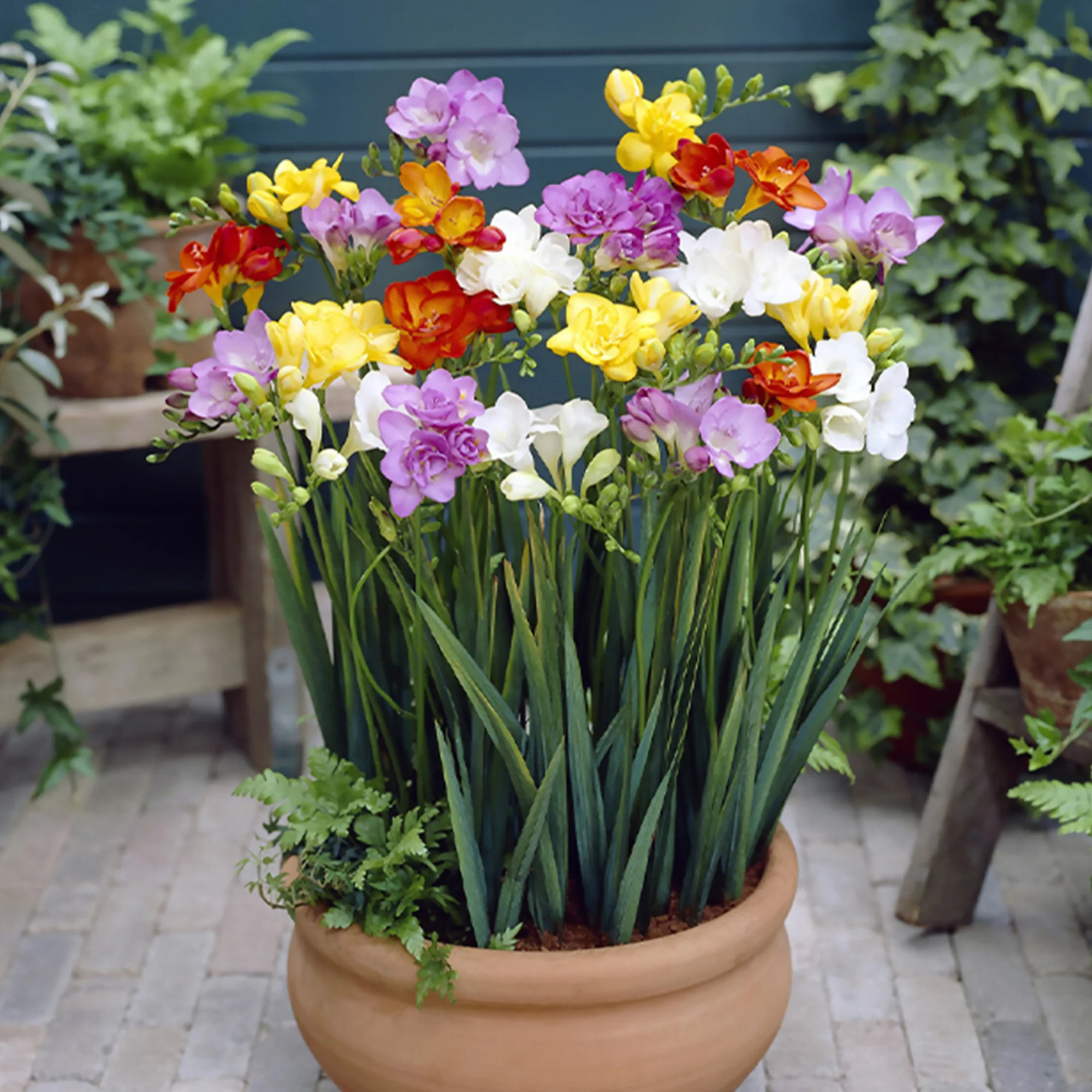 Dubbelbloemige Freesia Mix (x25) - Image 3
