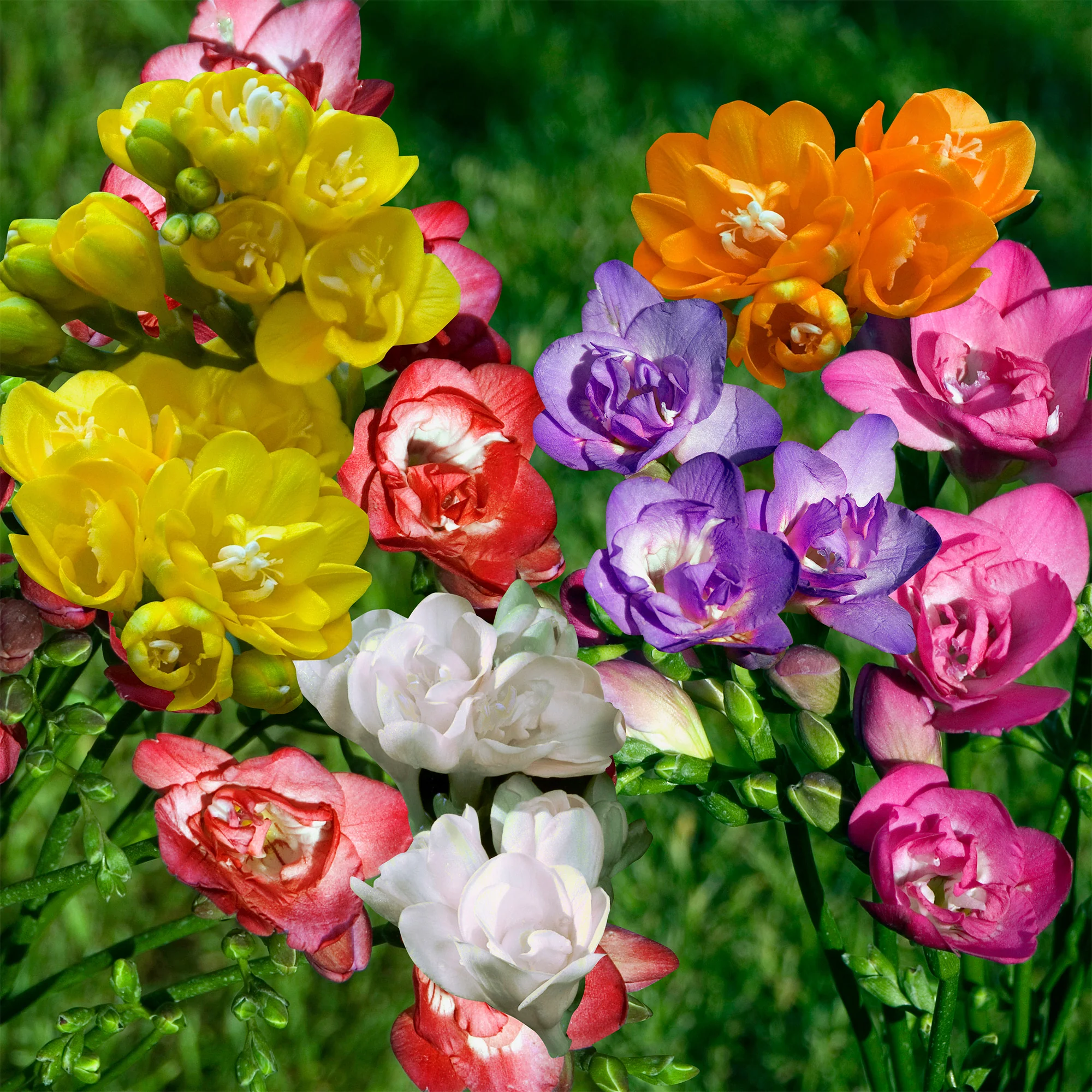 Dubbelbloemige Freesia Mix (x25) - Image 4