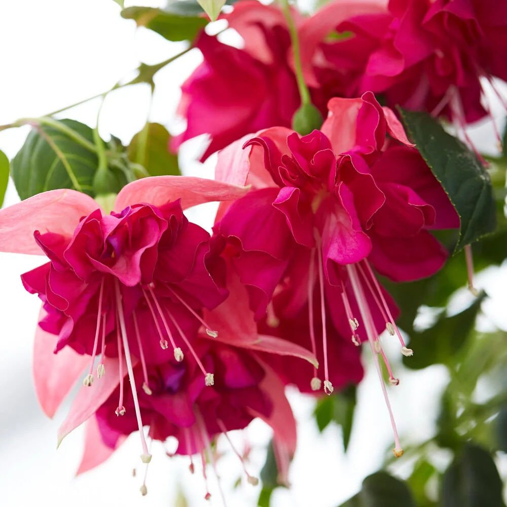 Dubbelbloemige fuchsia 'Bella Rosella' (x3) - Image 3