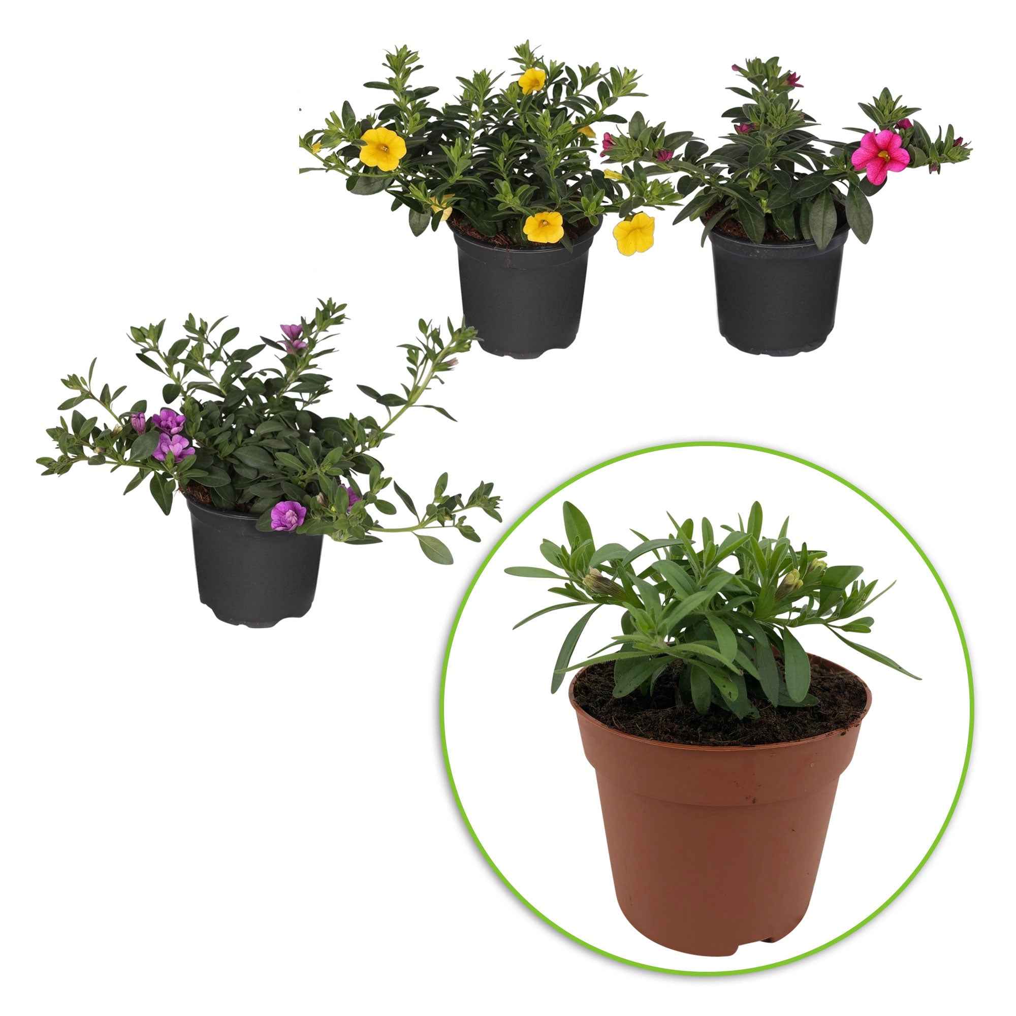 Dubbelbloemige petunia Mix (x3) - Image 3