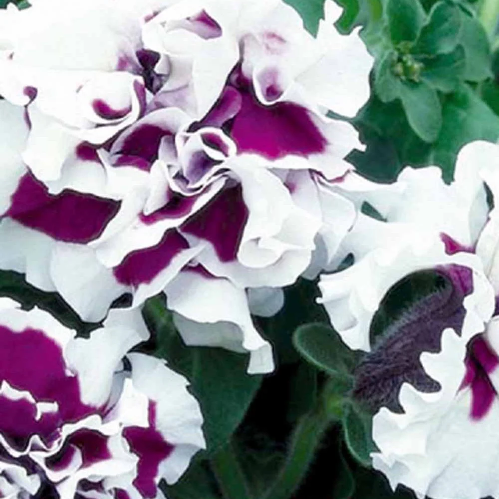 Dubbelbloemige petunia 'Purple Pirouette F1'