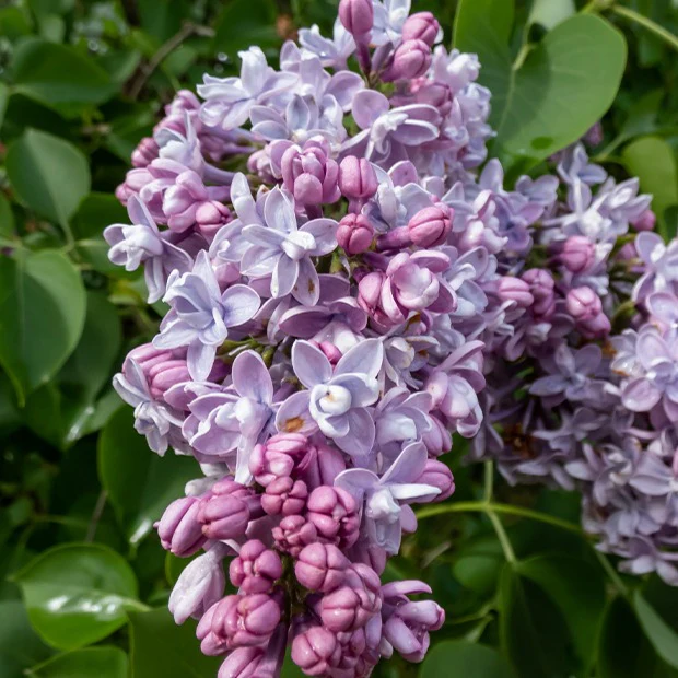Dubbelbloemige sering - blauw
