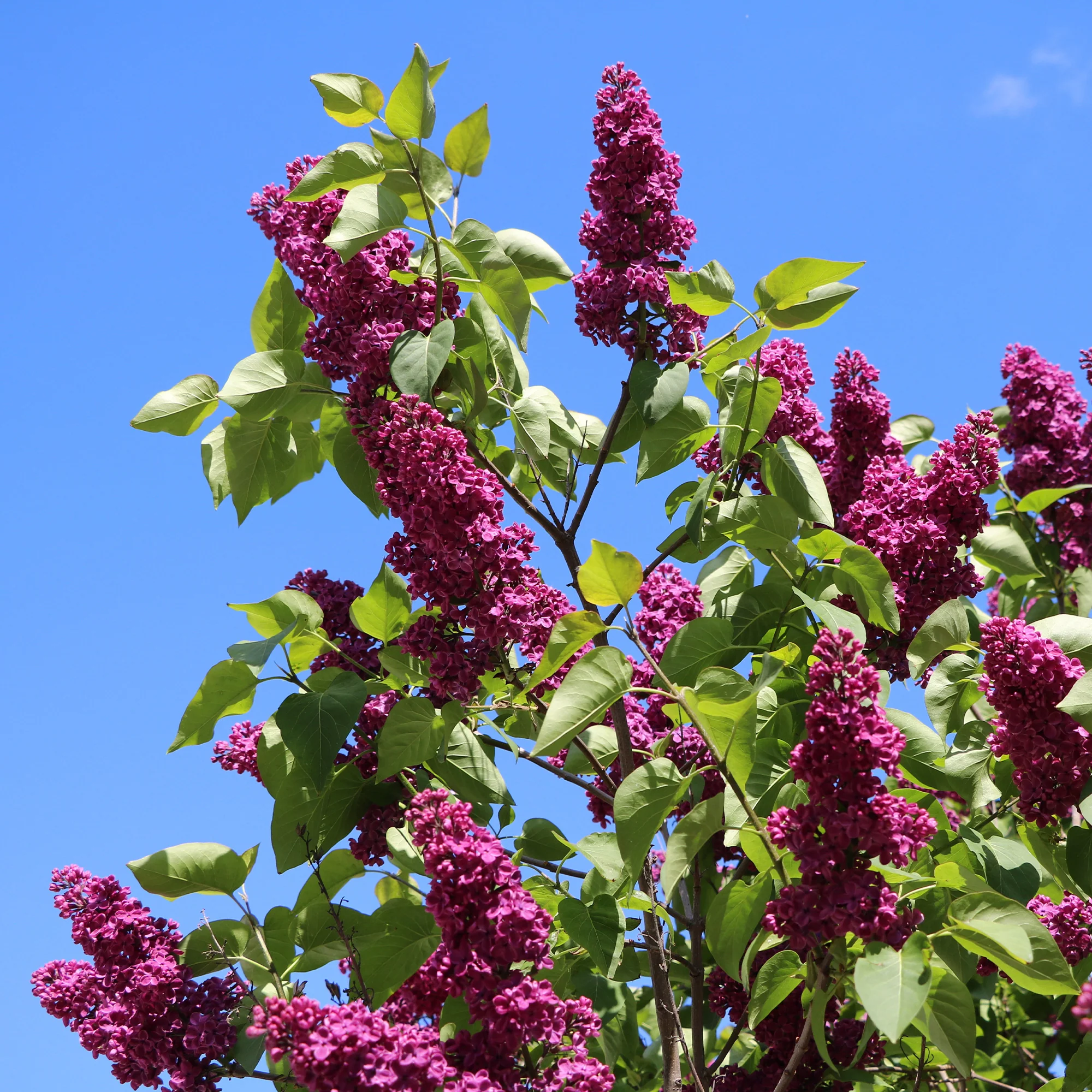Dubbelbloemige sering - rood