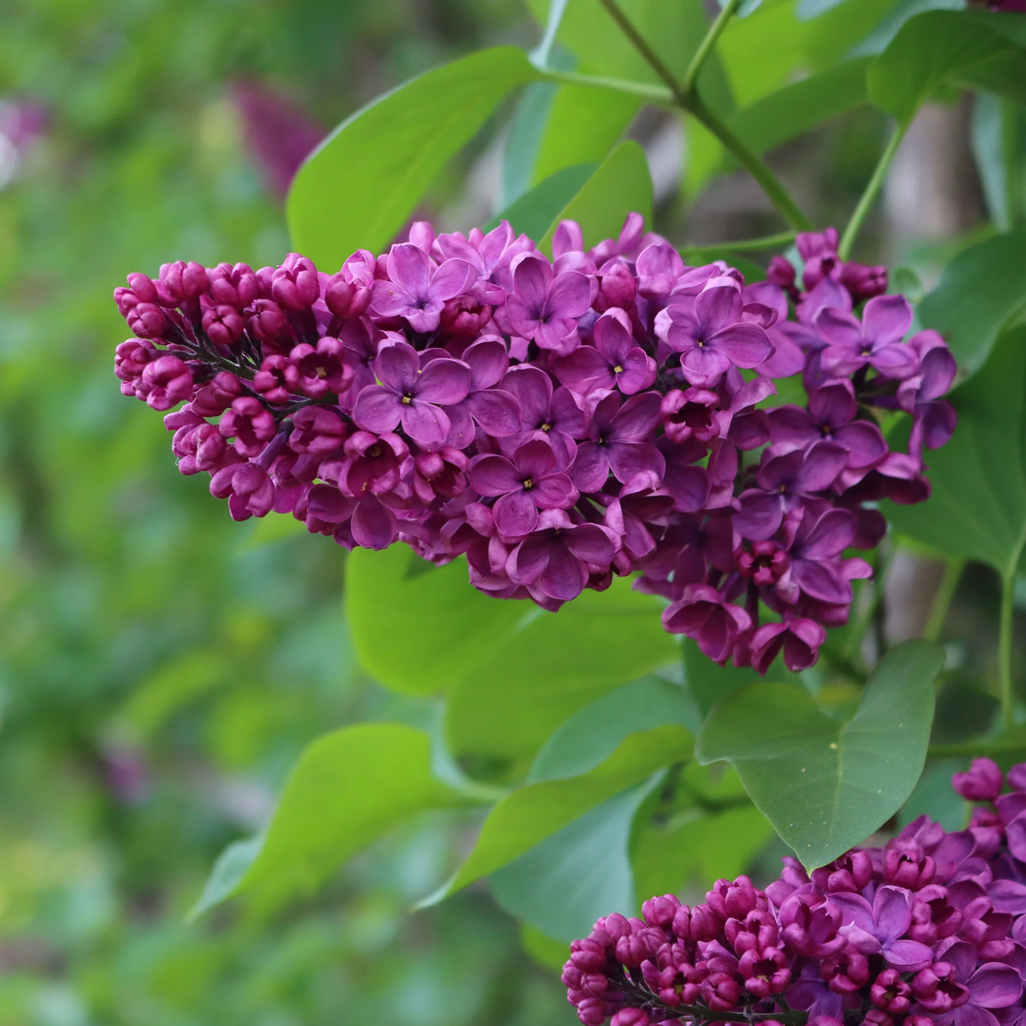 Dubbelbloemige sering - rood - Image 3