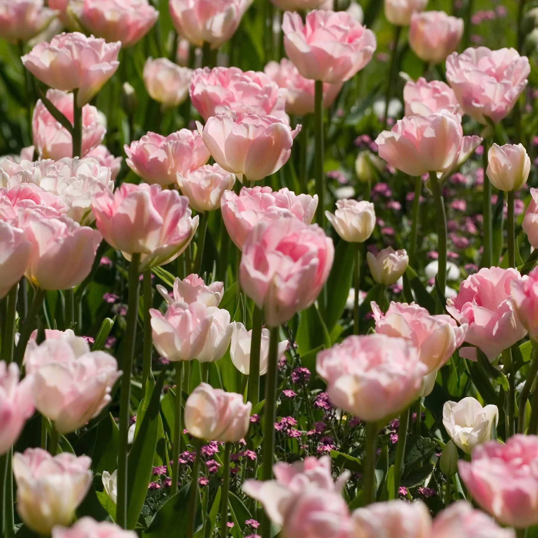Dubbelbloemige tulp 'Angélique' (x10) - Image 3